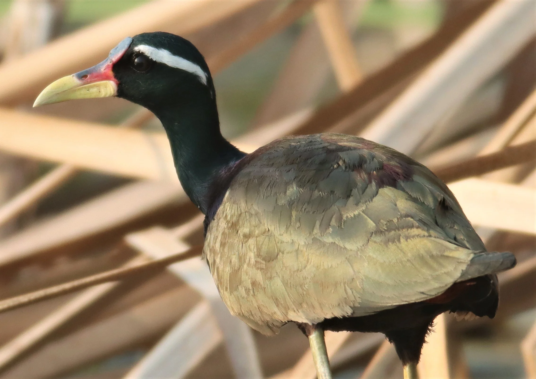 JACANA - BRONZE-WINGED JACANA - Metopidius indicus - LAT KRABANG WETLANDS NEAR BKK (26).jpg