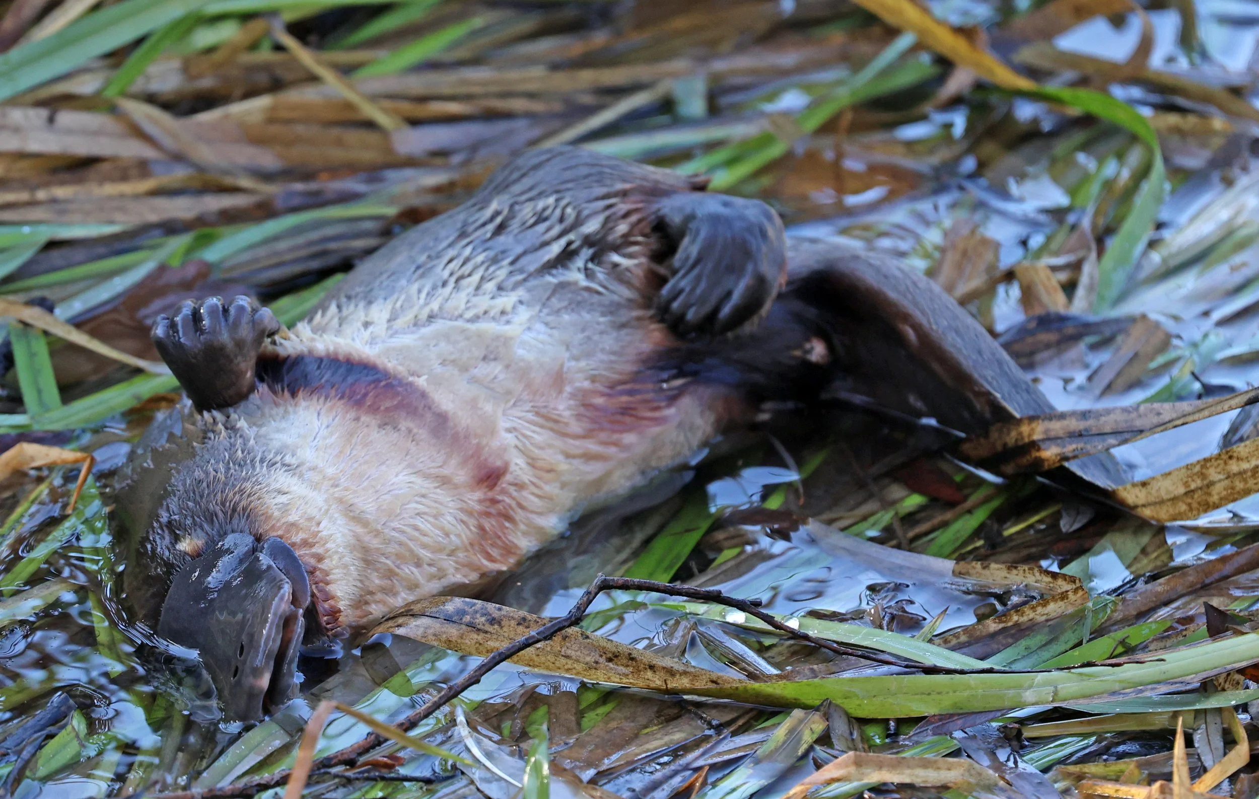 Platypus (Ornithorhynchus anatinus) Deloraine - Tasmania