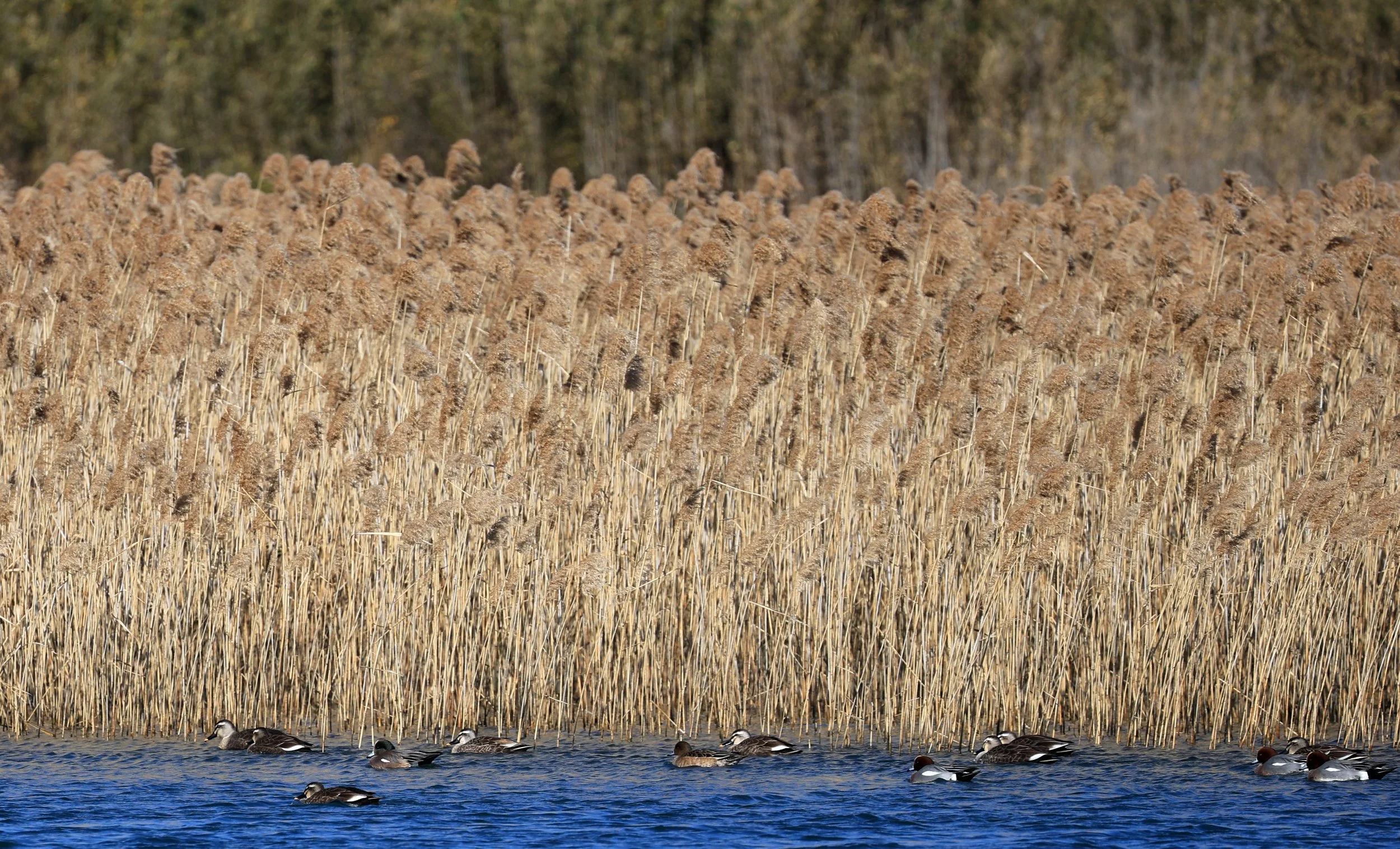European wigeon (Mareca penelope) Shimotonda Sadowaracho Birding Ponds Miyazaki Kyushu Japan (20).jpg