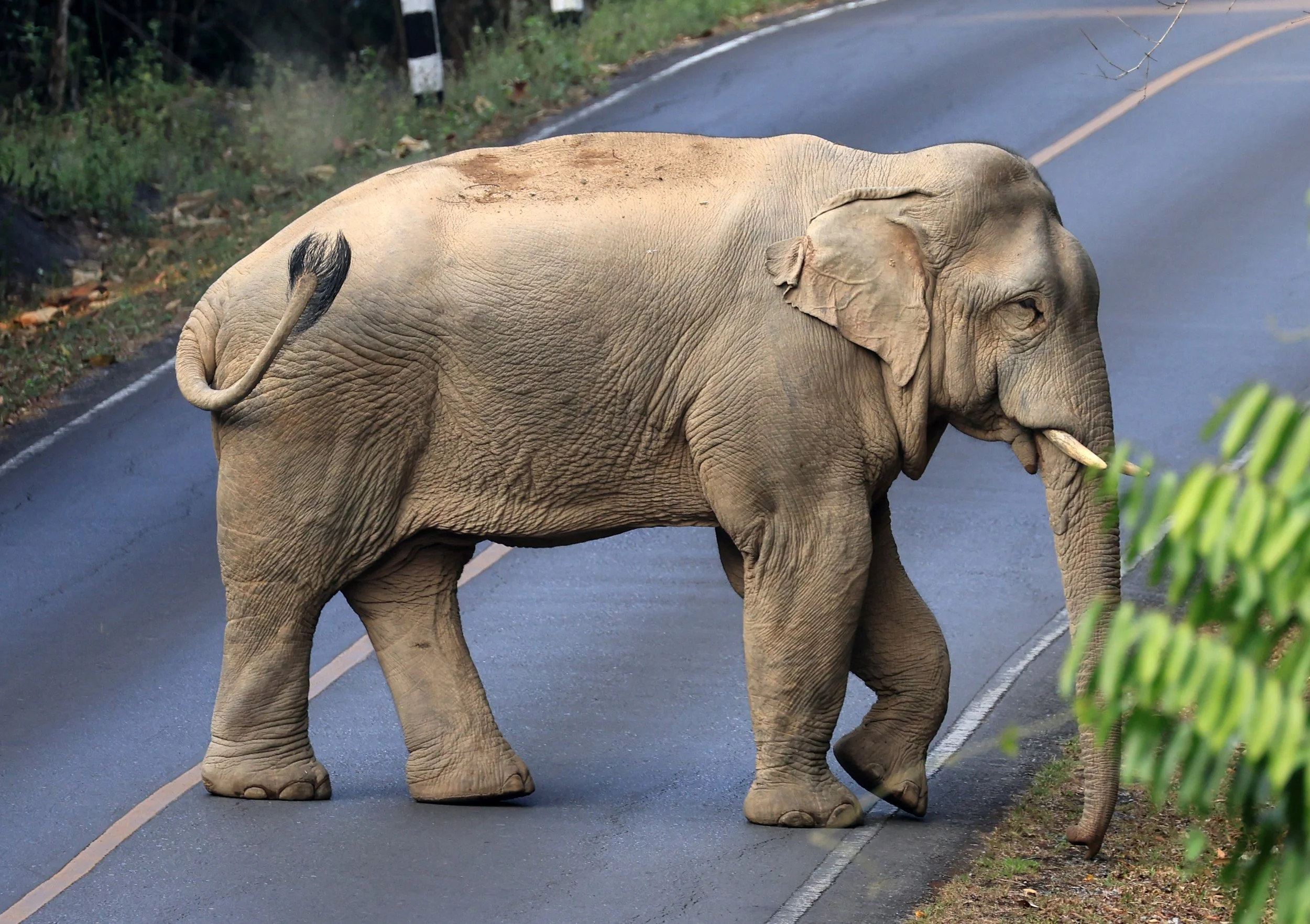 Asian Elephant (Elephas maximus) Khao Yai National Park, Thailand (93).jpg