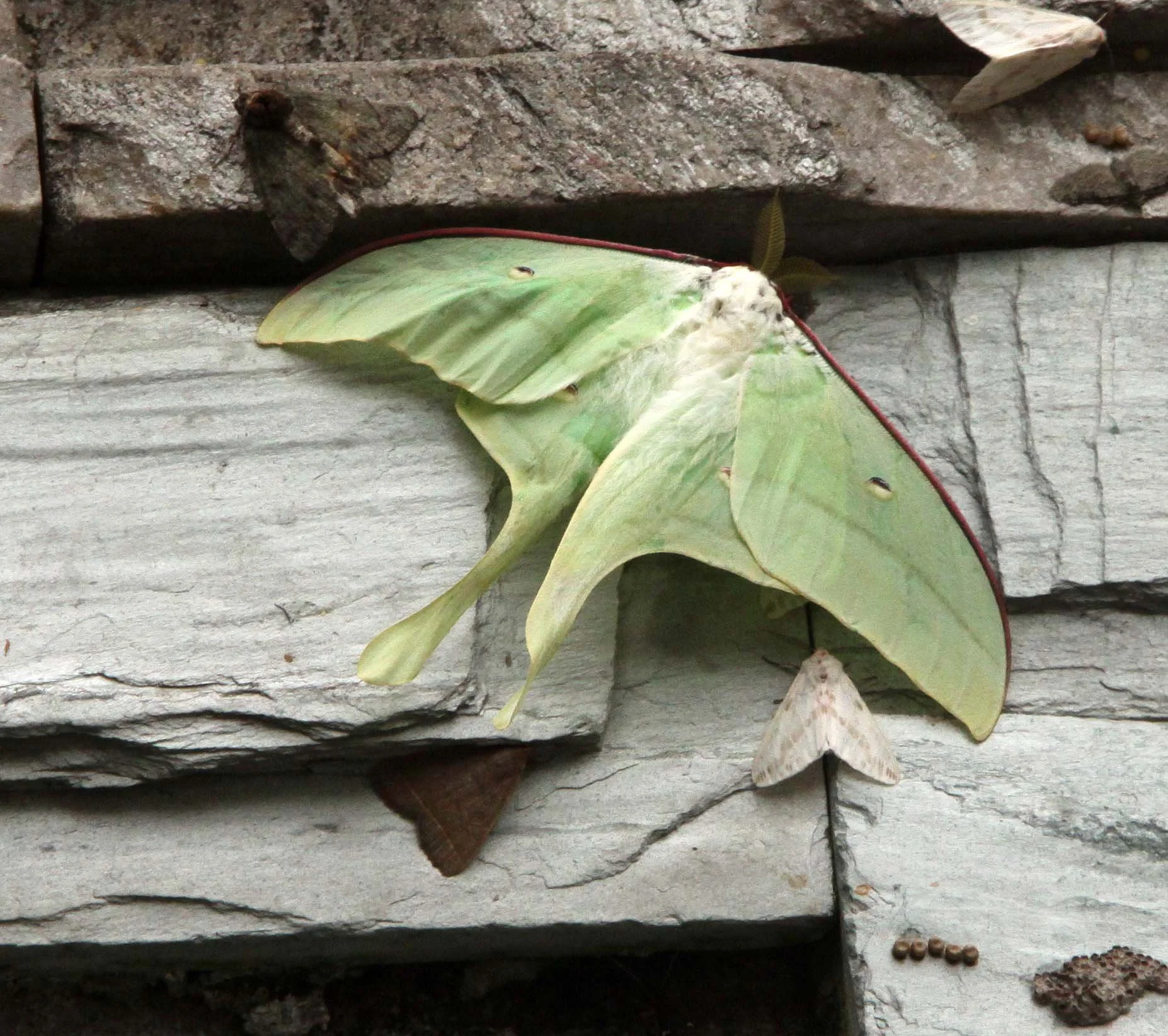 Saturniidae - Sichuan Luna Moth (Actias ningpoana) - Bifengxia Panda Reserve, Sichuan 