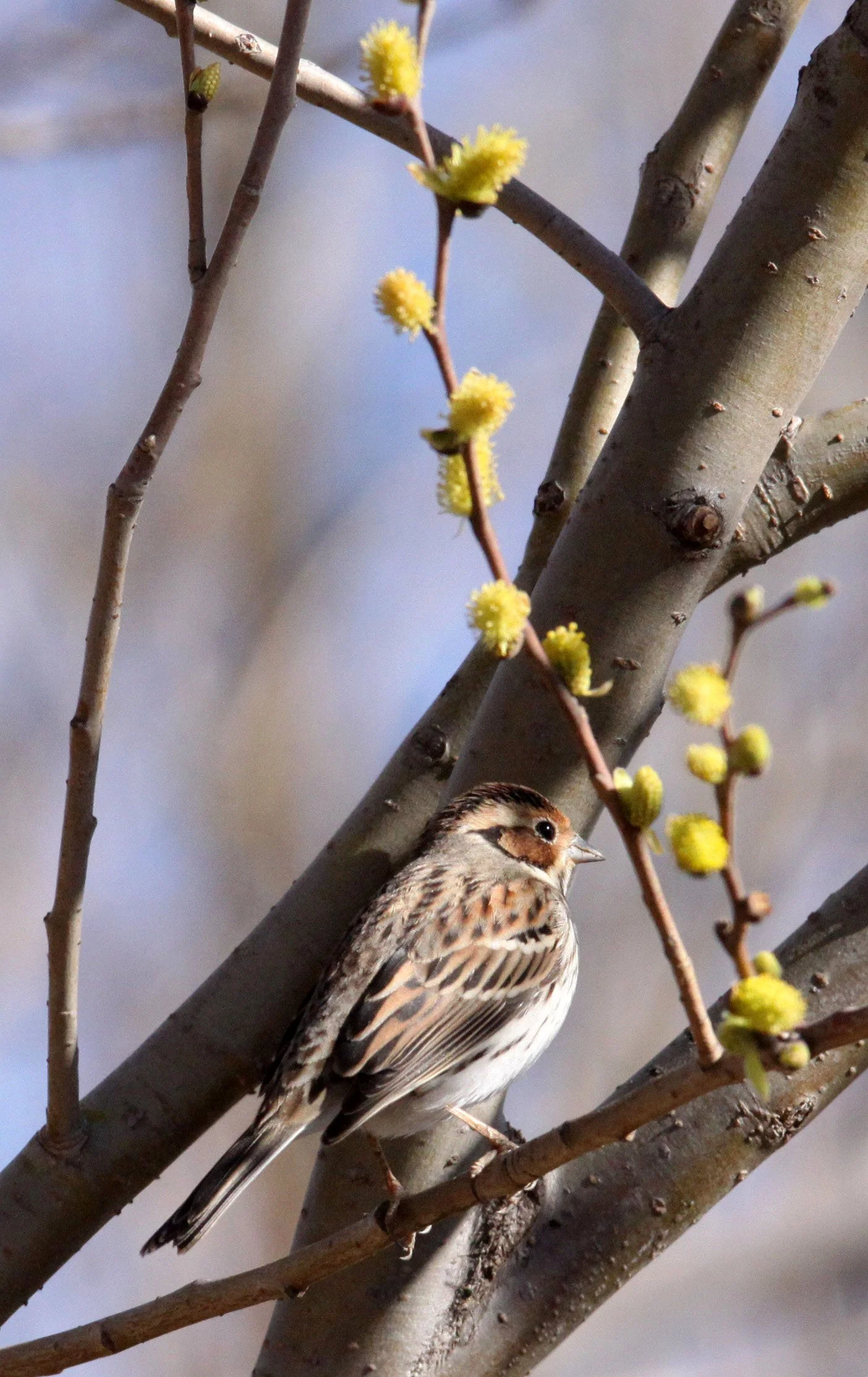 Little Bunting (Emberiza pusilla) Cao Hai Wetlands Yunnan China (7).JPG