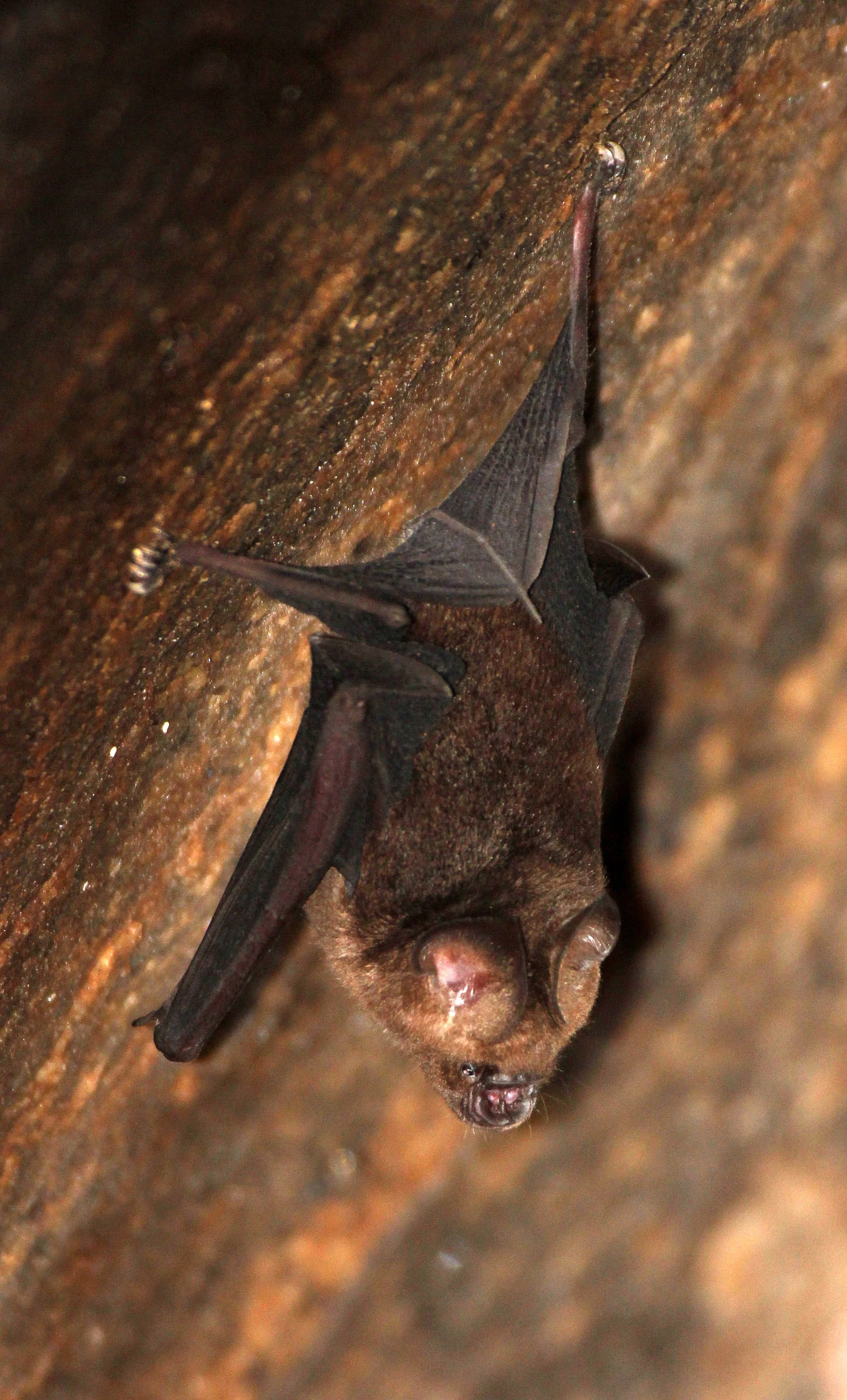 Hipposideros speoris - Schneider's Roundleaf Bat — Coke Smith Wildlife