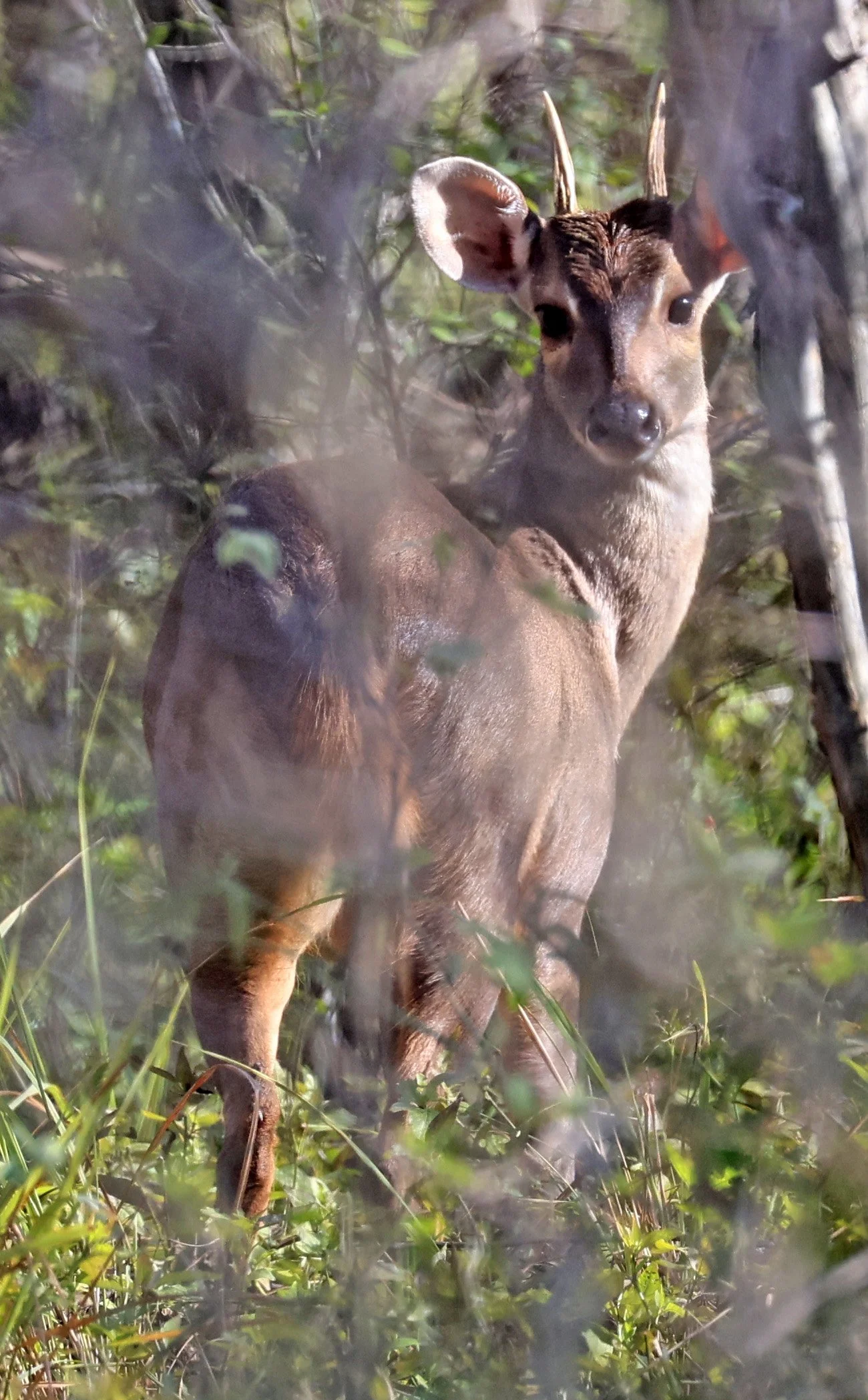 Southern Brown Brocket (Subulo gouazoubira) Selva Serena Natural Reserve (42).jpg