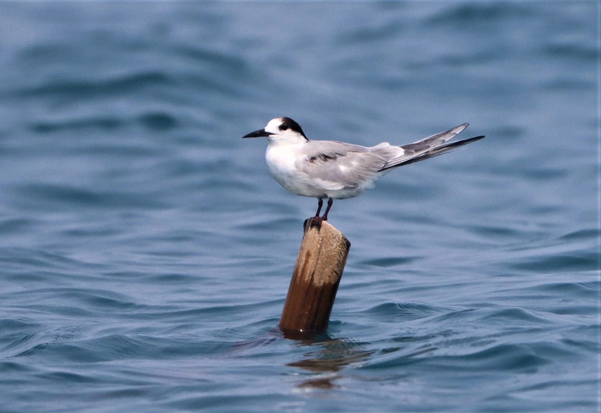 TERN - COMMON TERN - Sterna hirundo - UPPER NE GULF OF THAILAND NEAR CHACHOENGSAO (7).jpg