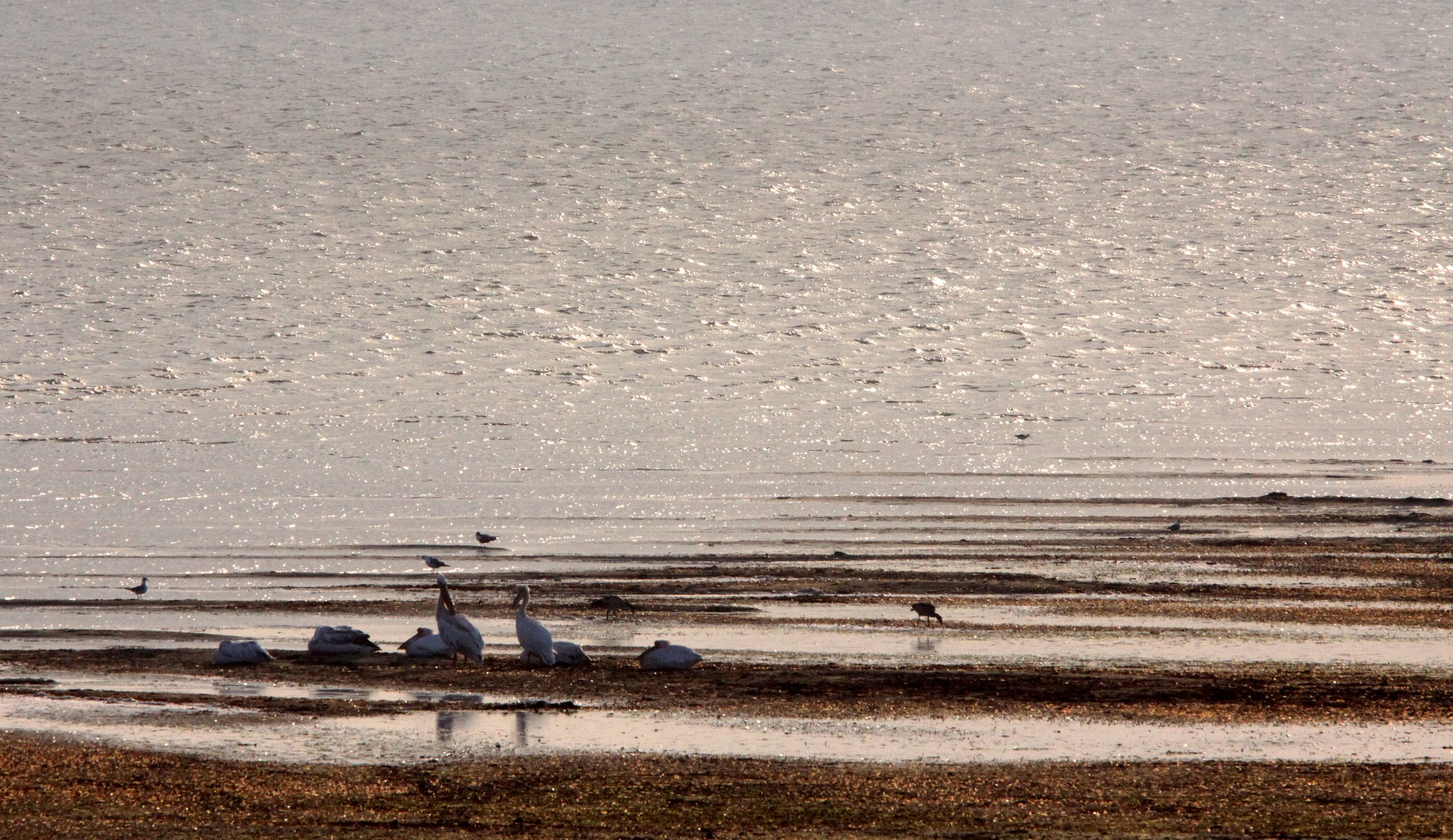 Pelecanus onocrotalus - GREAT WHITE PELICAN - SAINT LUCIA NATURE RESERVES SOUTH AFRICA (1).JPG