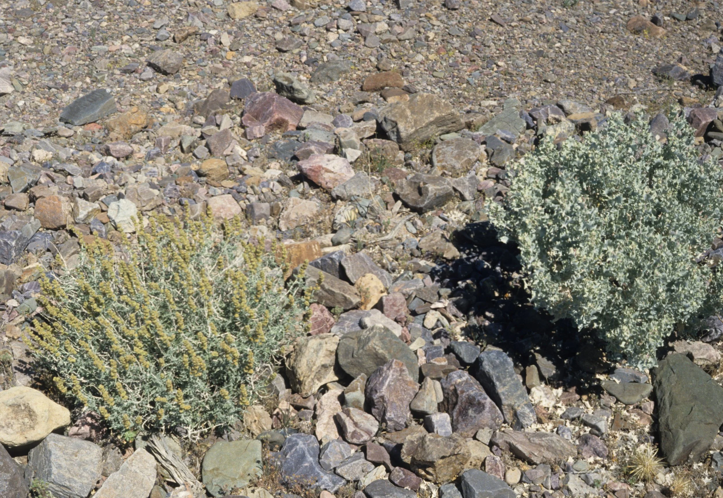 DEATH VALLEY - ATRIPLEX HYMENELYTRA - DESERT HOLLY.jpg