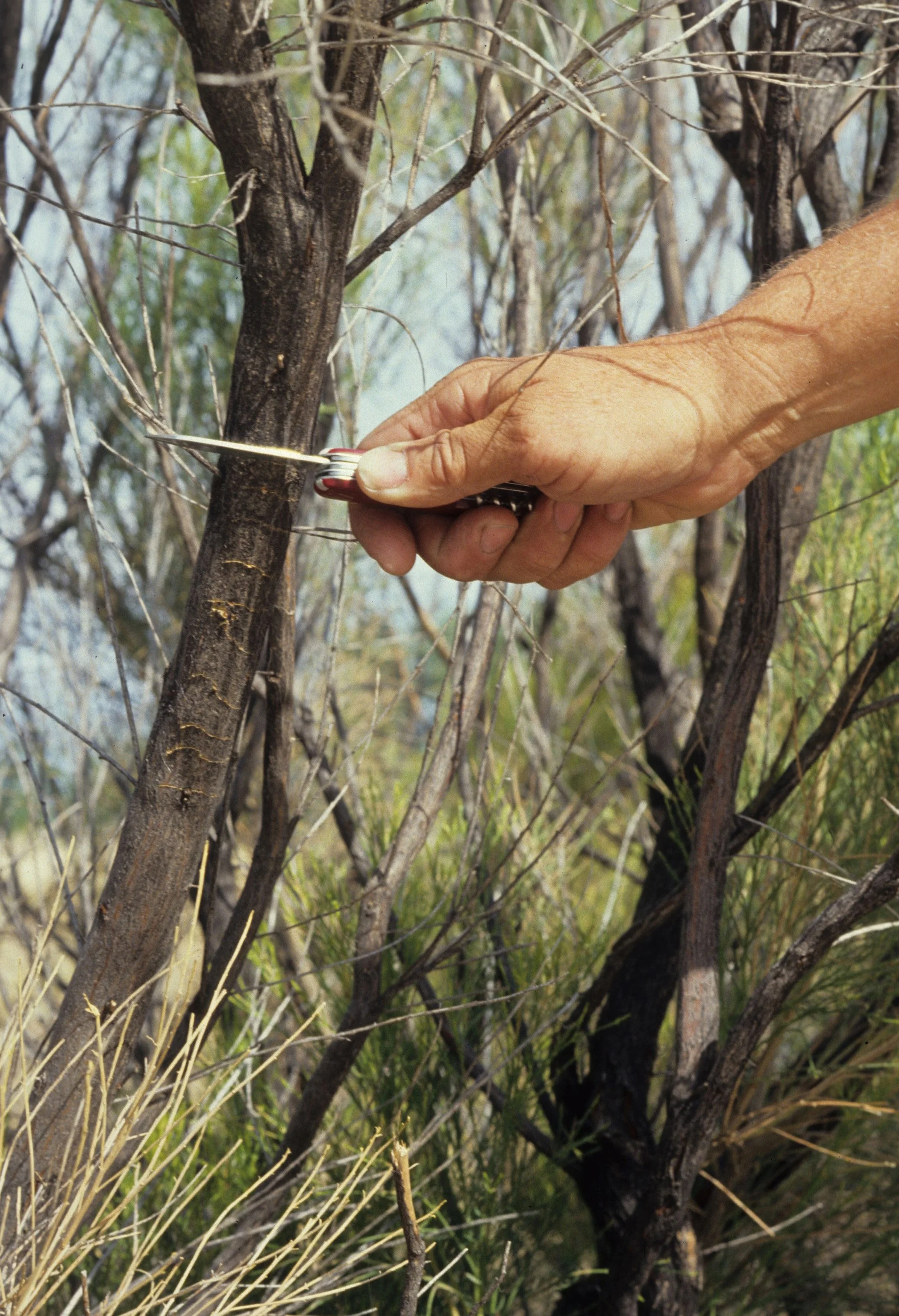 ARIZONA - MADERA CANYON - RESEARCH - DATA COLLECTION L.jpg
