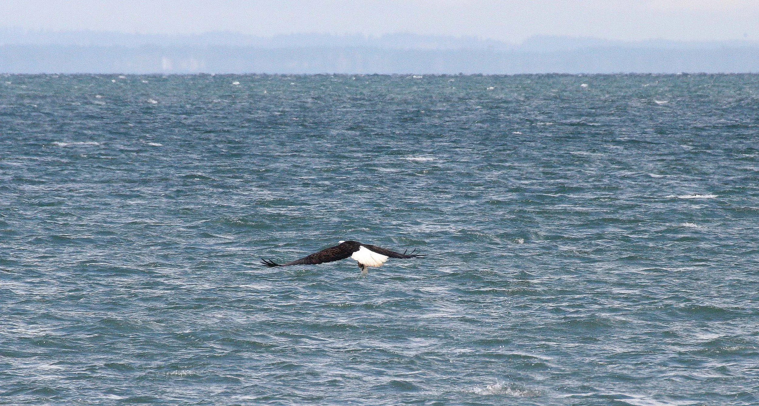 Haliaeetus leucocephalus - AMERICAN BALD EAGLE - FISHING HUMBOLT SQUID - SEQUIM BAY WA (44).JPG