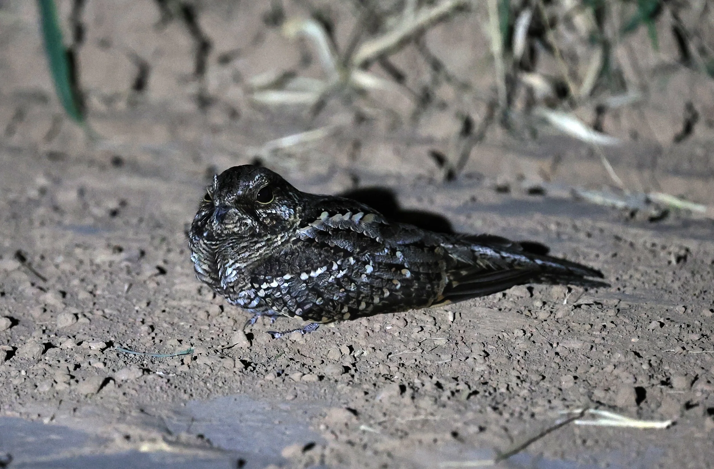 Scissor-tailed Nightjar (Hydropsalis torquata) female - Fortin Toledo Paraguay (5).jpg