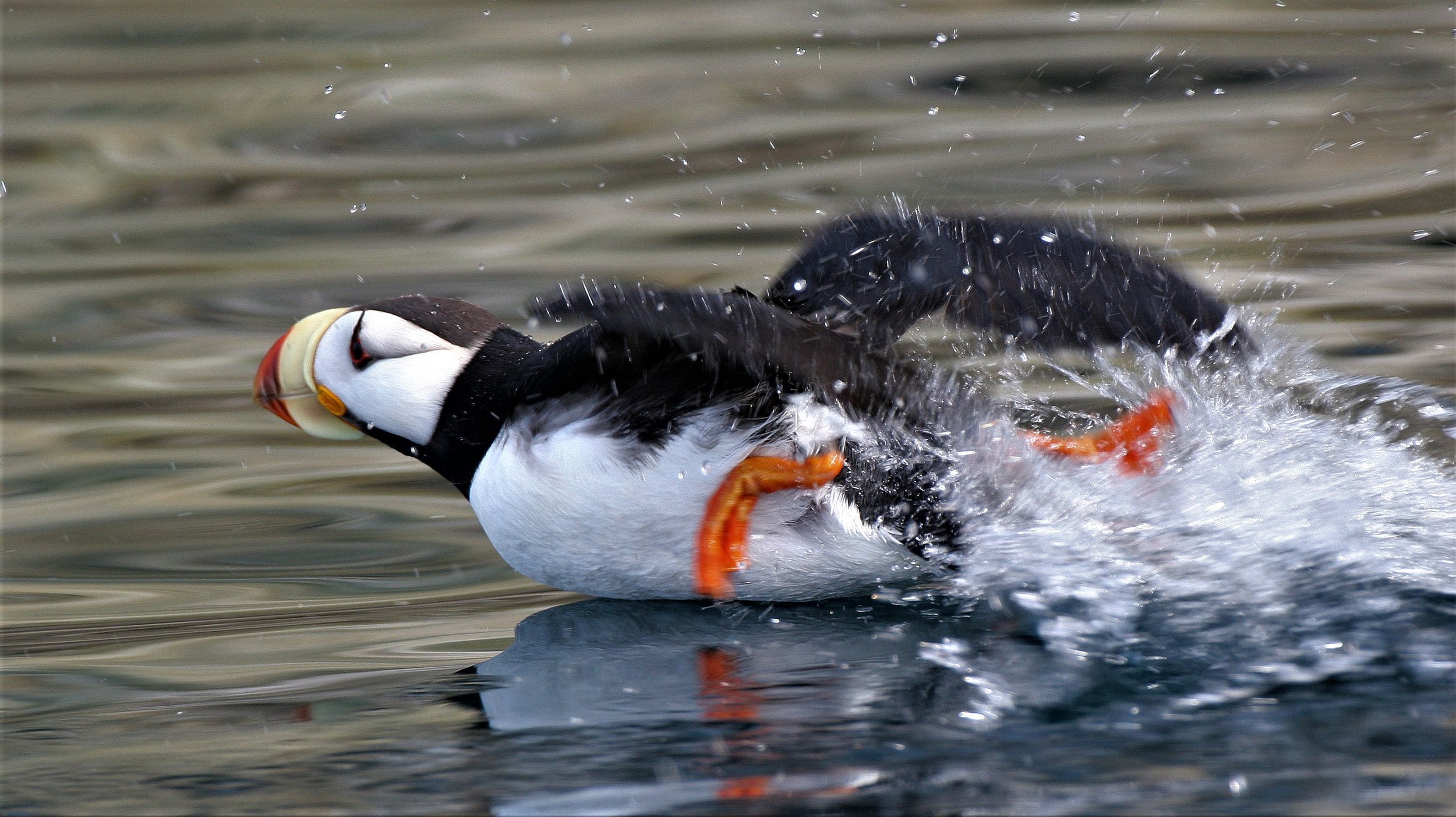 Fratercula corniculata - HORNED PUFFIN - OFF OF COMMANDORSKY aa1 (1).jpg