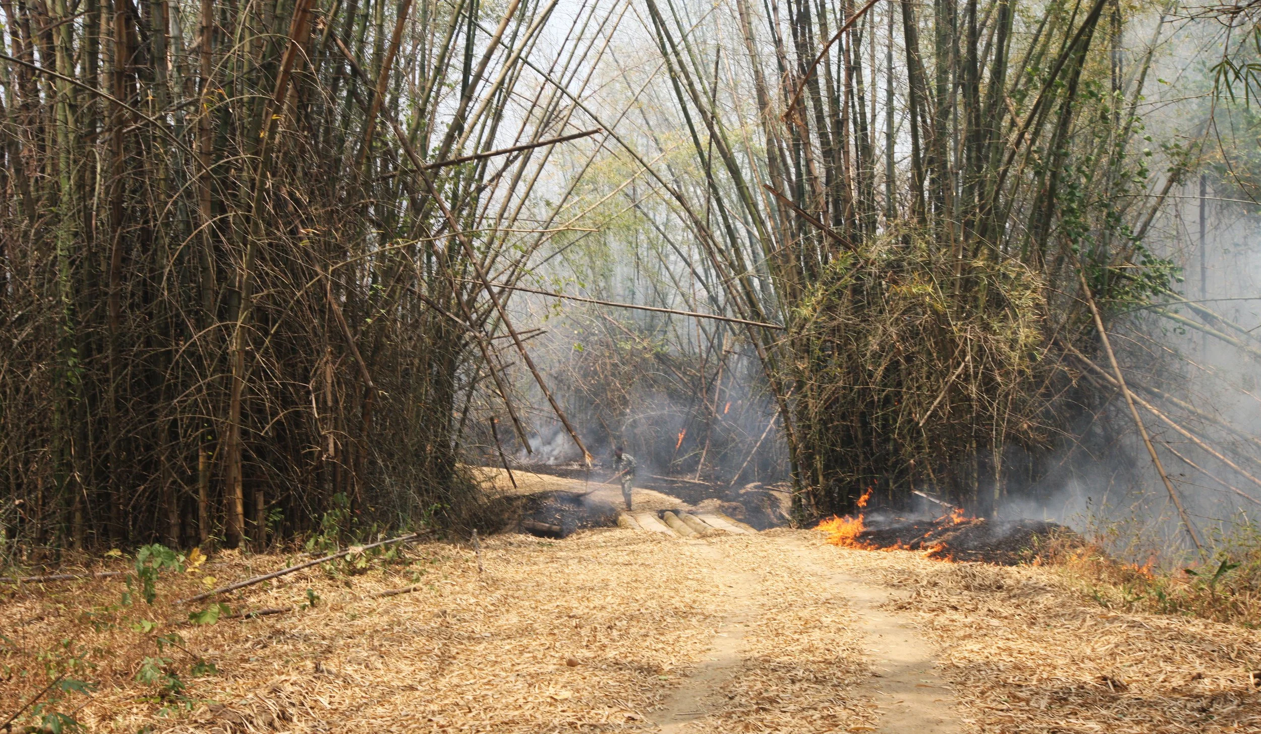 2015 Huai Mai Dee Huai Kha Khaeng Wildlife Refute (55).JPG