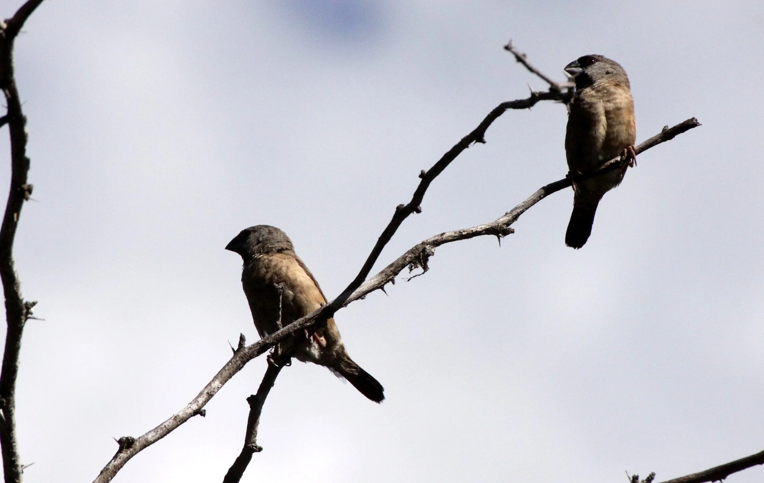 Madagascar Mannikin -  Andohahela NP, Madagascar (female) (1).JPG