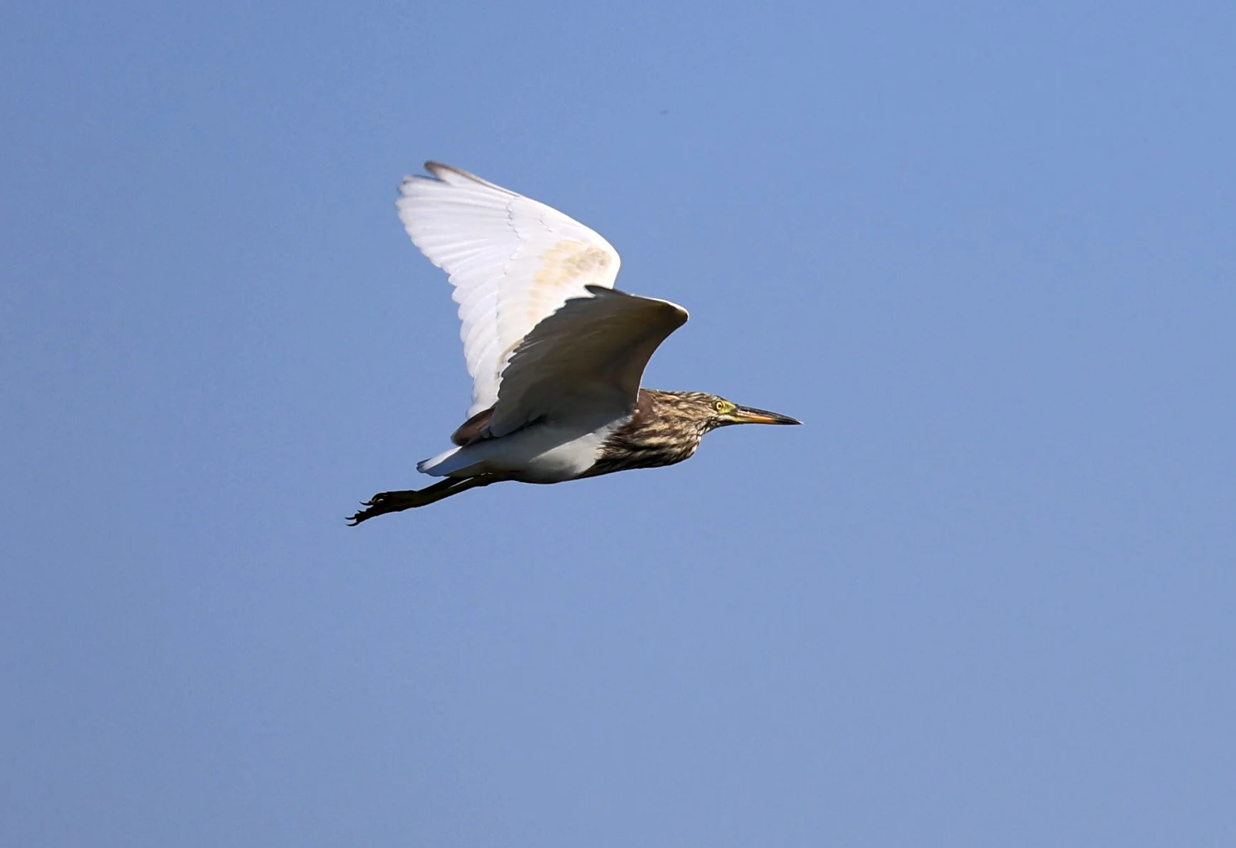 Javan Pond Heron (Ardeola speciosa) Nong Han Lake & Wetland - Sakon Nakhon Province (3).jpg