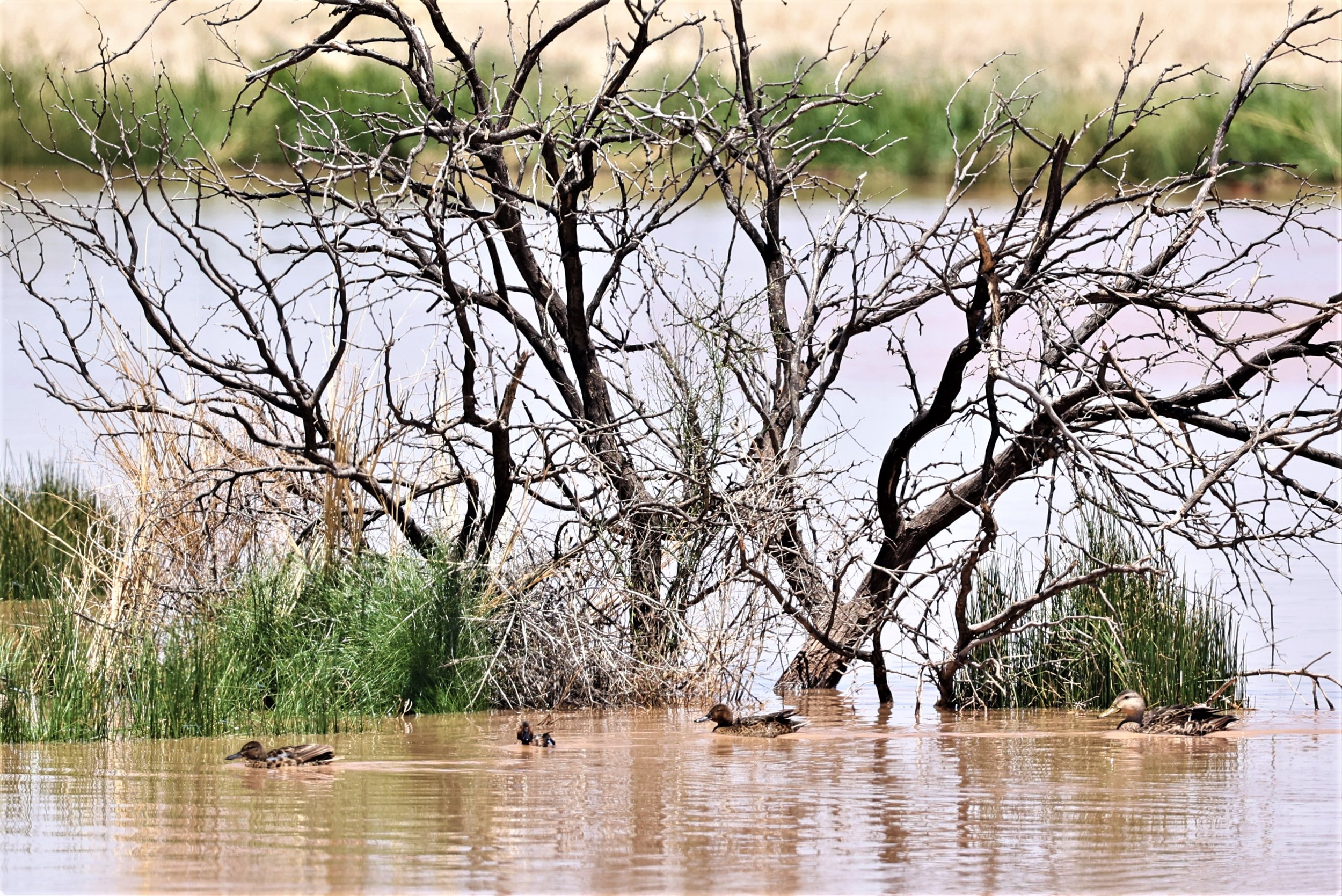 Anas cyanoptera - CINNAMON TEAL - WITH MEXICAN DUCK - RTE 9 NEAR ANIMAS NEW MEXICO (1).jpg