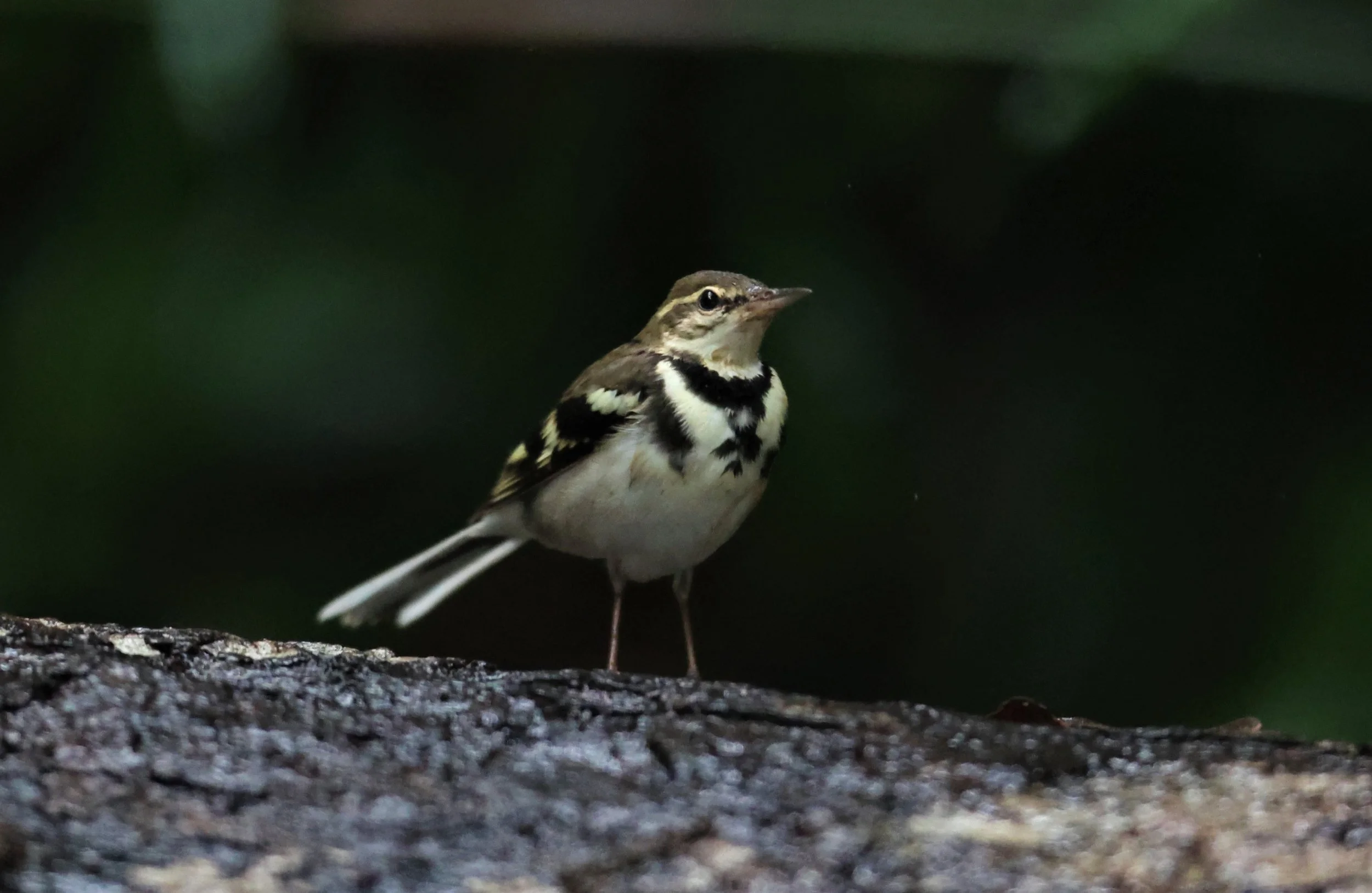 FOREST WAGTAIL - Dendronanthus indicus -KAENG KRACHAN NATIONAL PARK 16 OCT 2021 (124).jpg