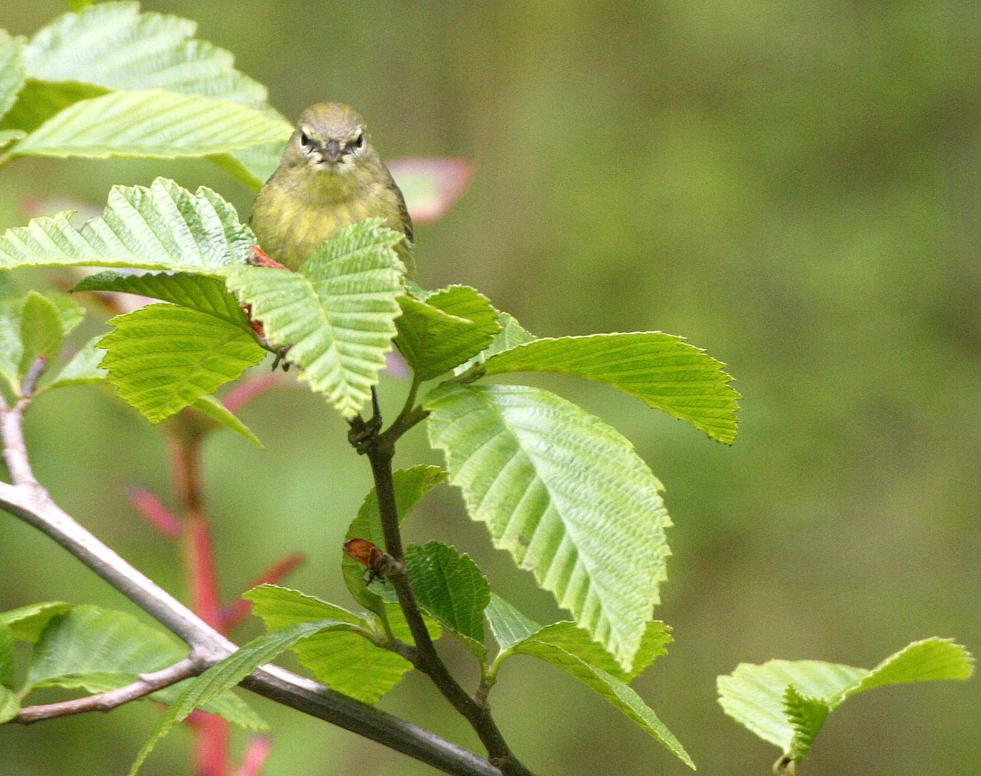 BIRD - WARBLER - ORANGE-CROWNED WARBLER - LAKE FARM WOODS (6).JPG