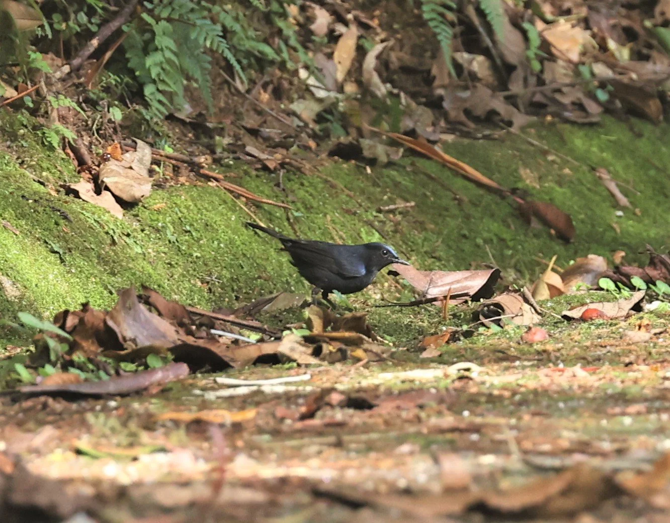 Myiomela leucura - WHITE-TAILED ROBIN - FRASER'S HILL, MALAYSIA JUNE 2022 (2).jpg