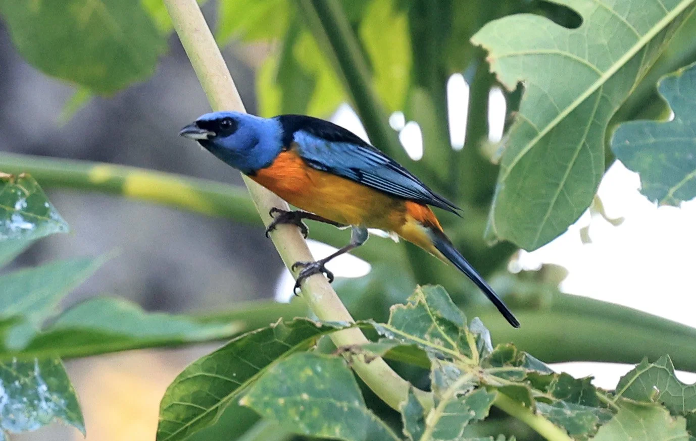 Blue-and-yellow Tanager (Thraupis bonariensis) Estancia Campo'i Paraguay (17).jpg