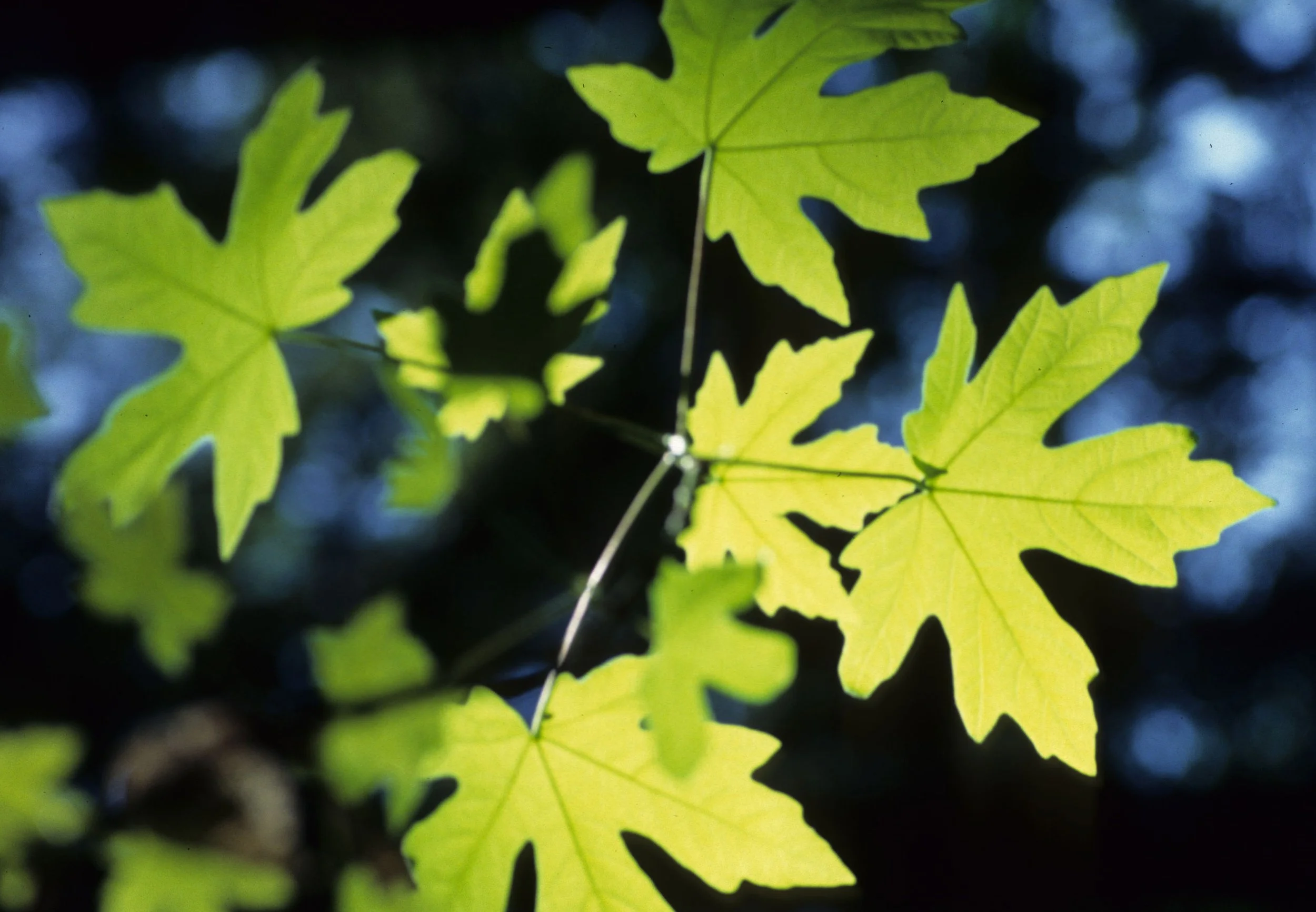 CALIFORNIA - BIG SUR - ACER MACROPHYLLUM - CALIFORNIA MAPLE.jpg