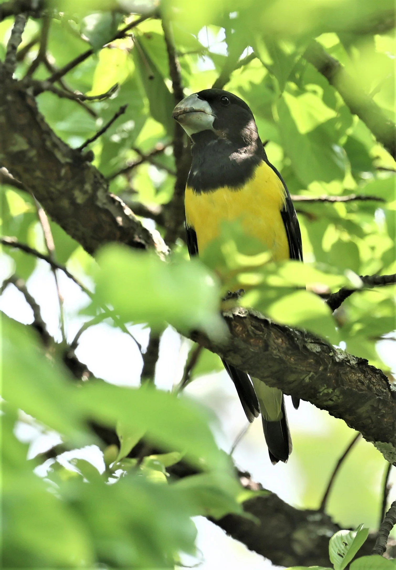 Spot-winged Grosbeak (Mycerobas melanozanthos) Doi Ang Kang, Chiang Mai Thailand (93).jpg