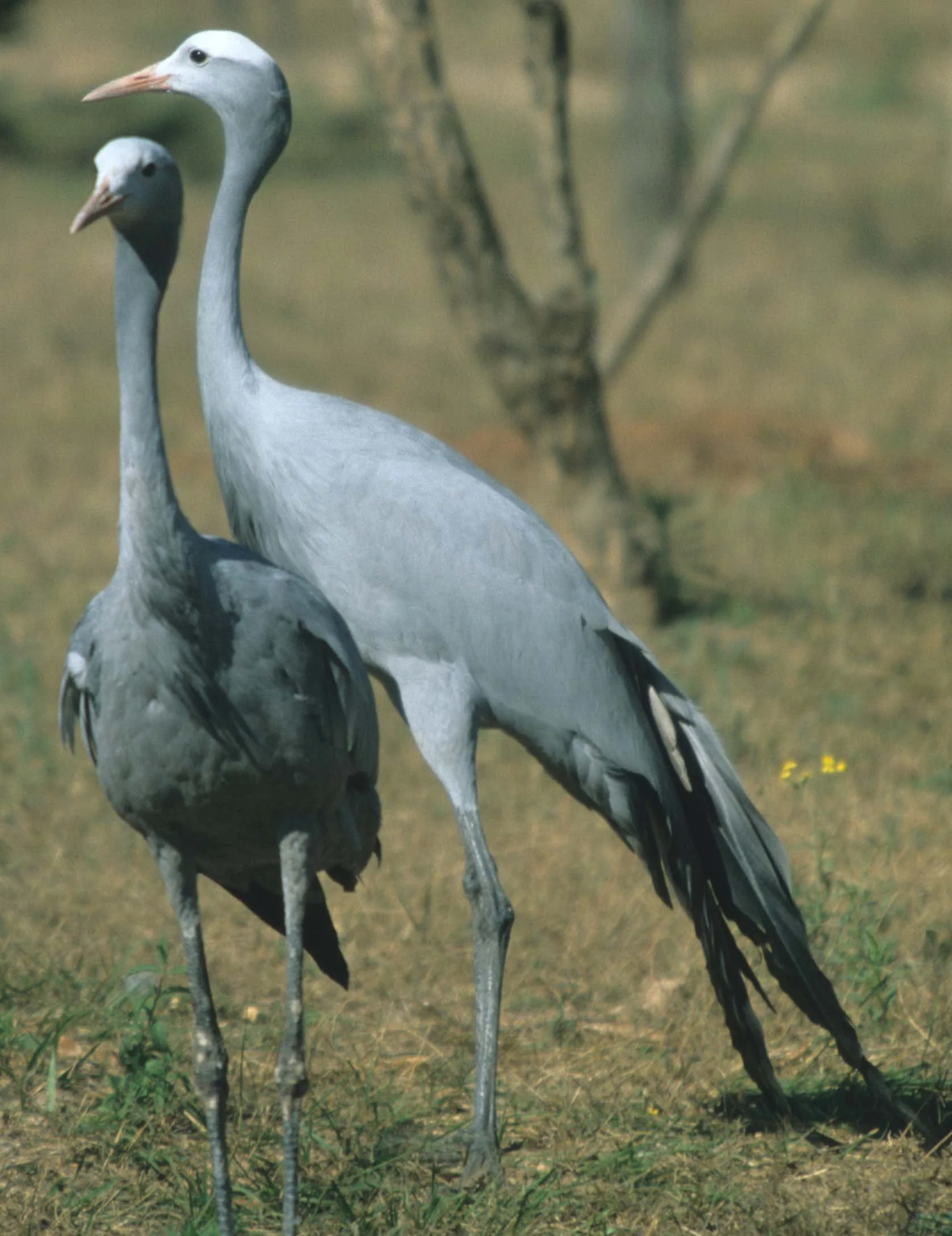 BIRDS - CRANE - BLUE - KRUGER C1.jpg