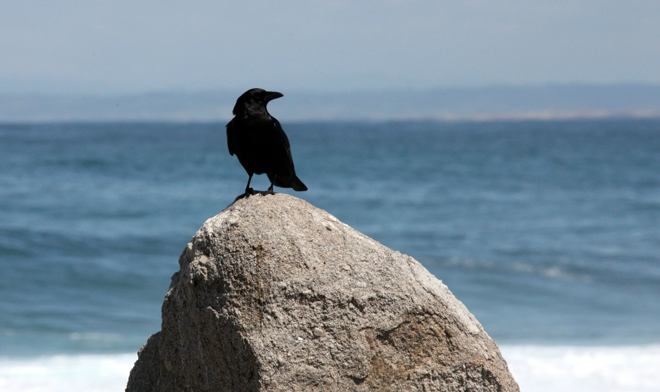 BIRD - RAVEN - COMMON RAVEN - MONTEREY CALIFORNIA.JPG