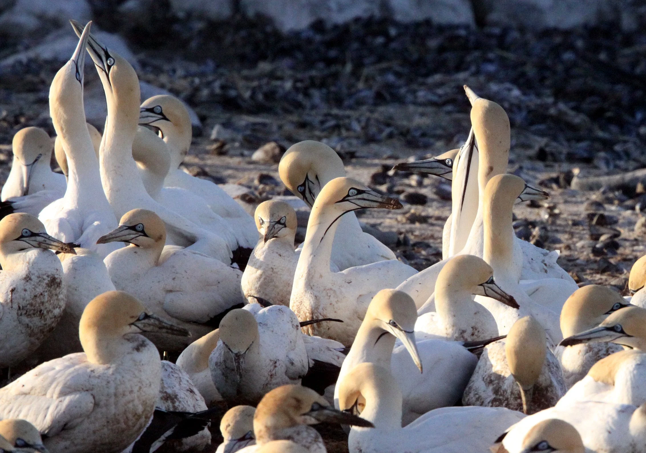 Cape gannet (Morus capensis) Lambert's Bay South Africa (80).JPG