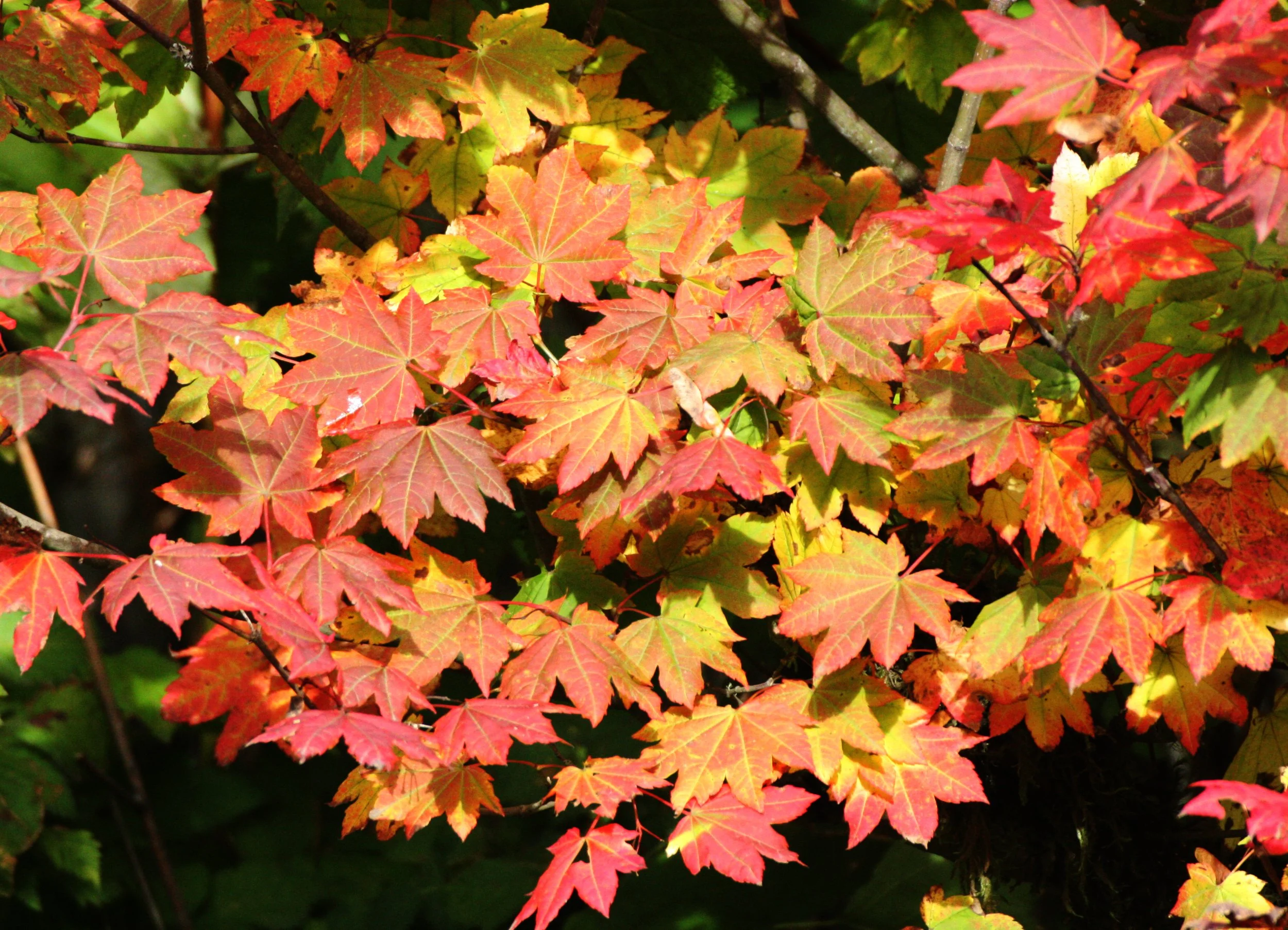 Aceraceae -Vine Maple -  Acer circinatum 