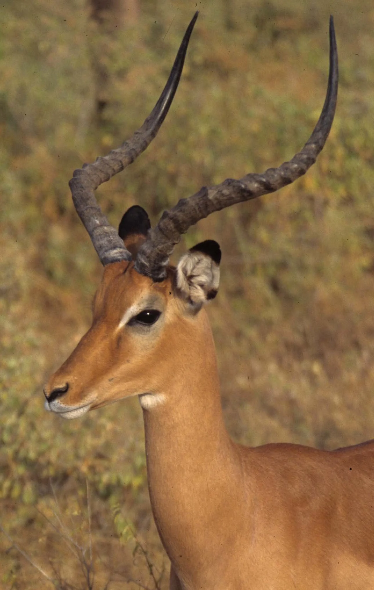 BOVID - IMPALLA-UGANDA (8).jpg