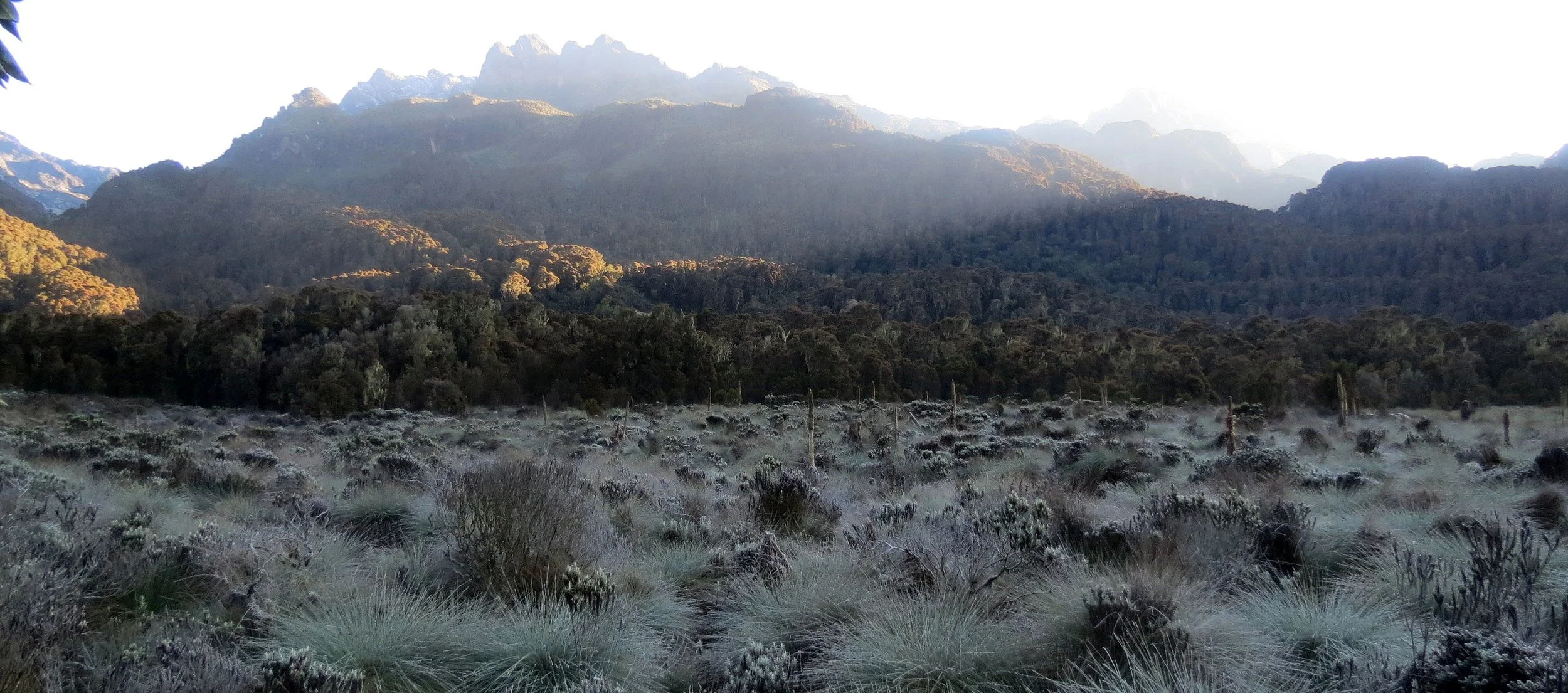 RWENZORI NATIONAL PARK UGANDA (242).JPG