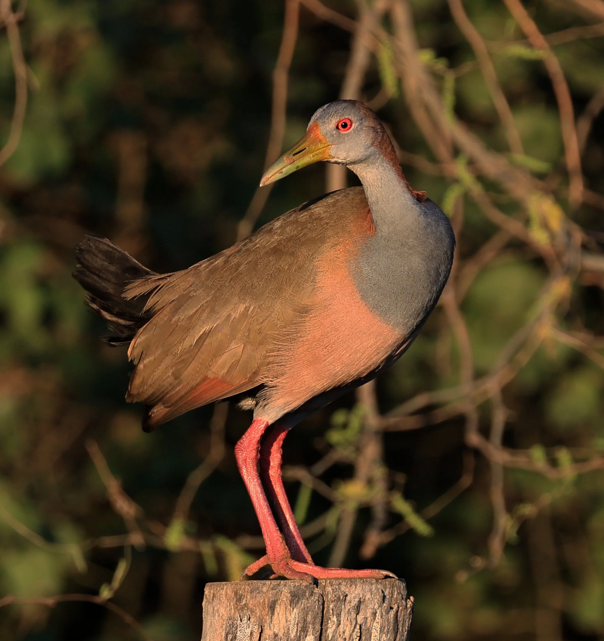 Gray-cowled wood-rail (Aramides cajaneus) Aurora Chaquena Reserve, Neuland Mennonite Colony Paraguay (4).jpg