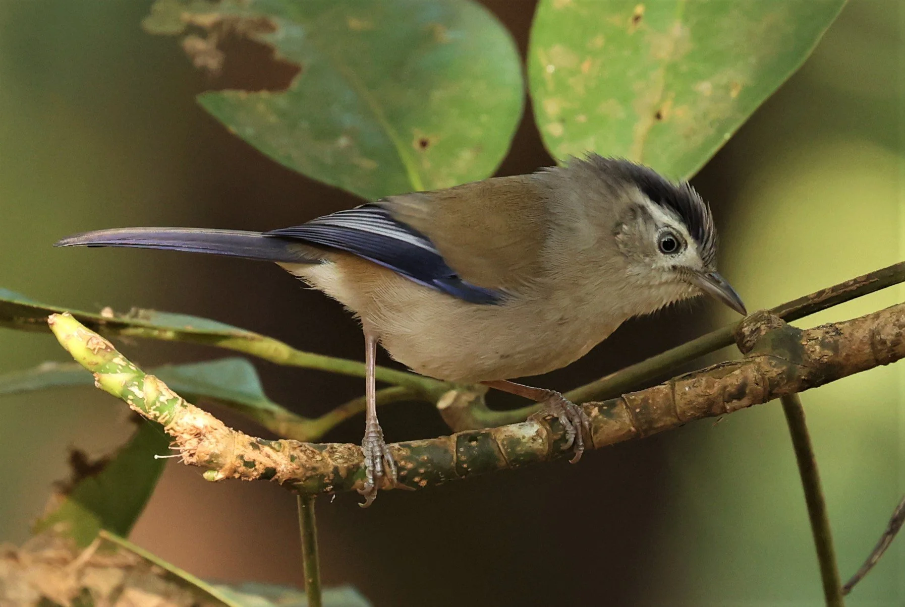 MINLA - BLUE-WINGED MINLA - Actinodura cyanouroptera - DOI ANG KHANG CHIANG MAI (17).jpg