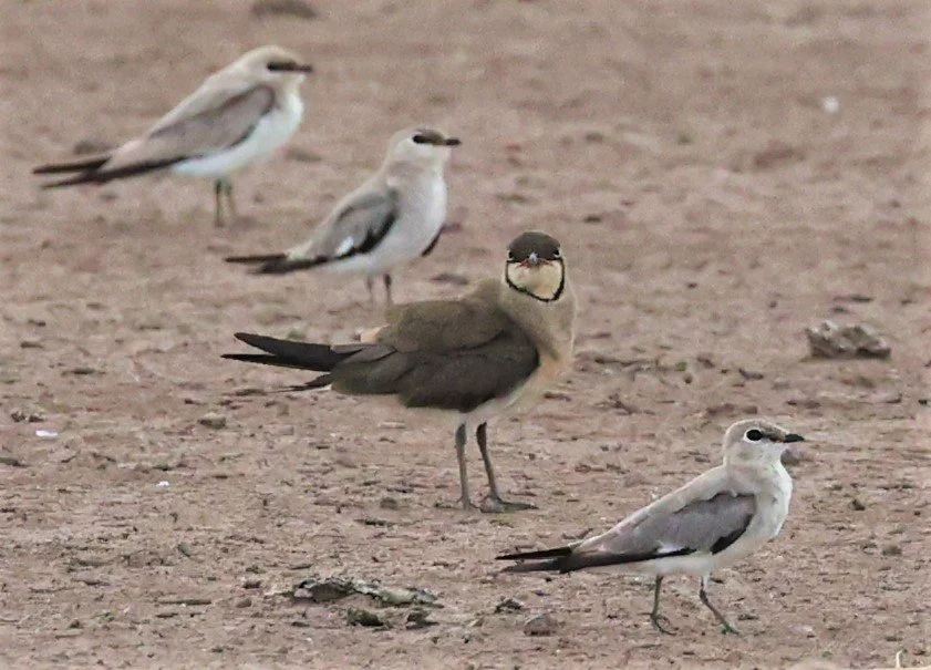 PRATINCOLE - ORIENTAL PRATINCOLE - Glareola maldivarum - BANG KHAEM JUNE 3 2022 (1).jpg