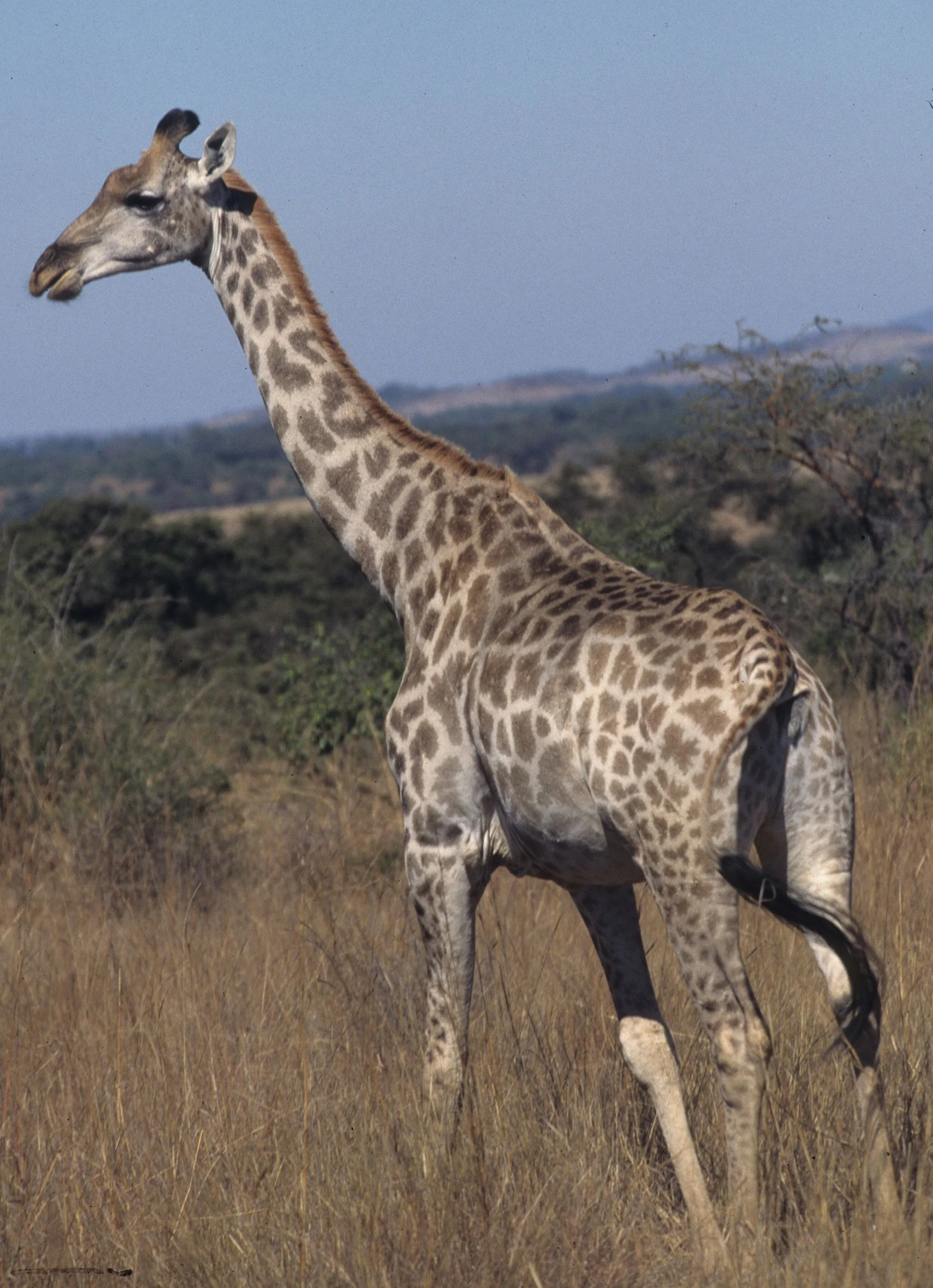 GIRAFFE-SOUTHERN - KRUGER 5.jpg