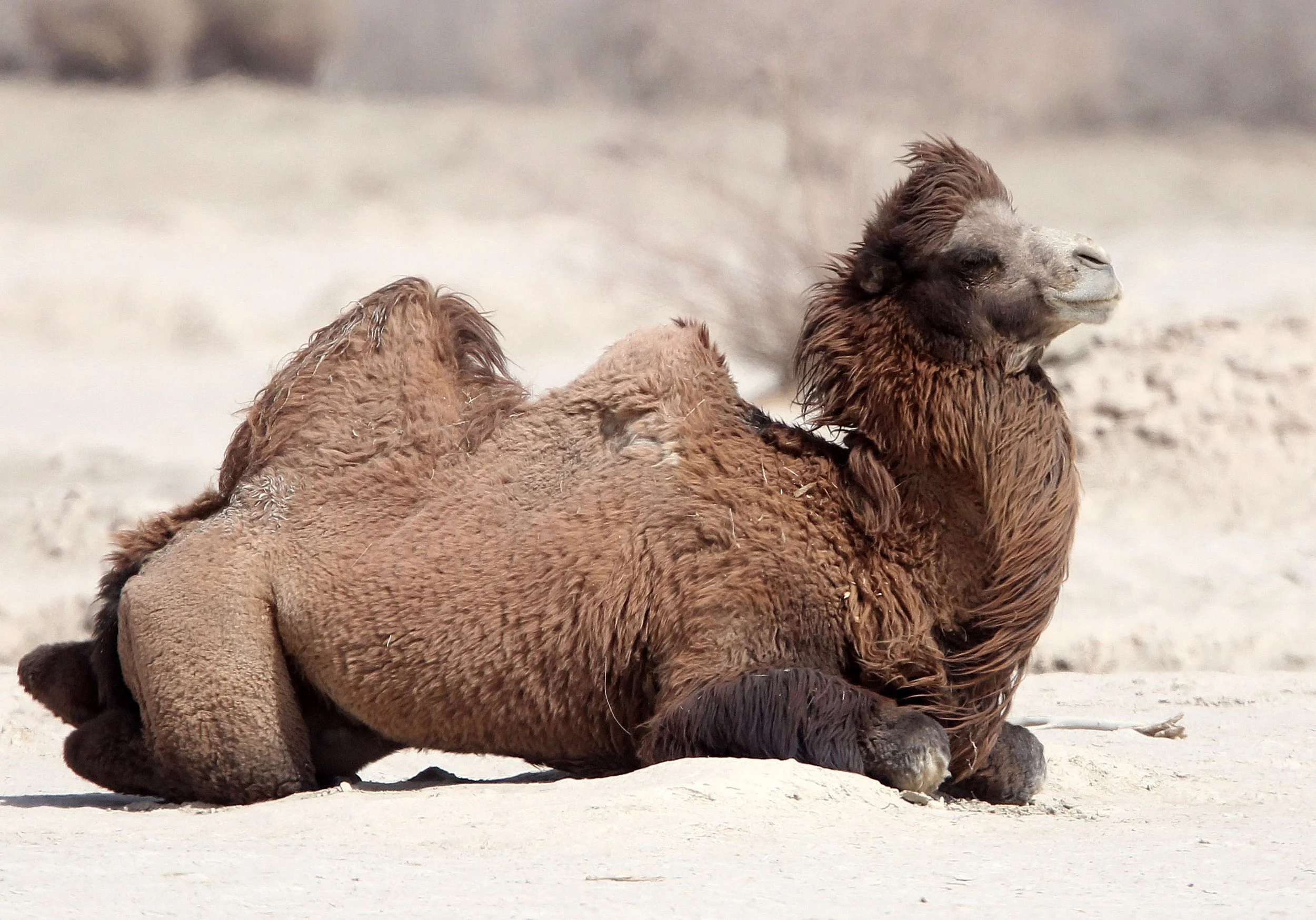 Camelus bactrianus - BACTRIAN CAMEL - LOP NUR WILD BACTRIAN CAMEL RESERVE - XINJIANG CHINA (28).JPG