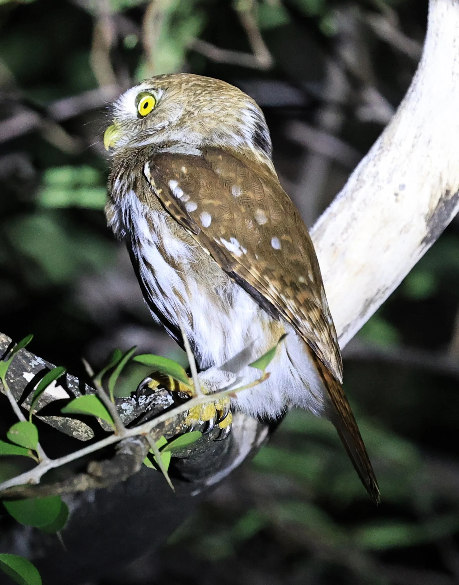 Ferruginous Pygmy-Owl (Glaucidium brasilianum) Reserva Nueland  Selva Serena (34).jpg