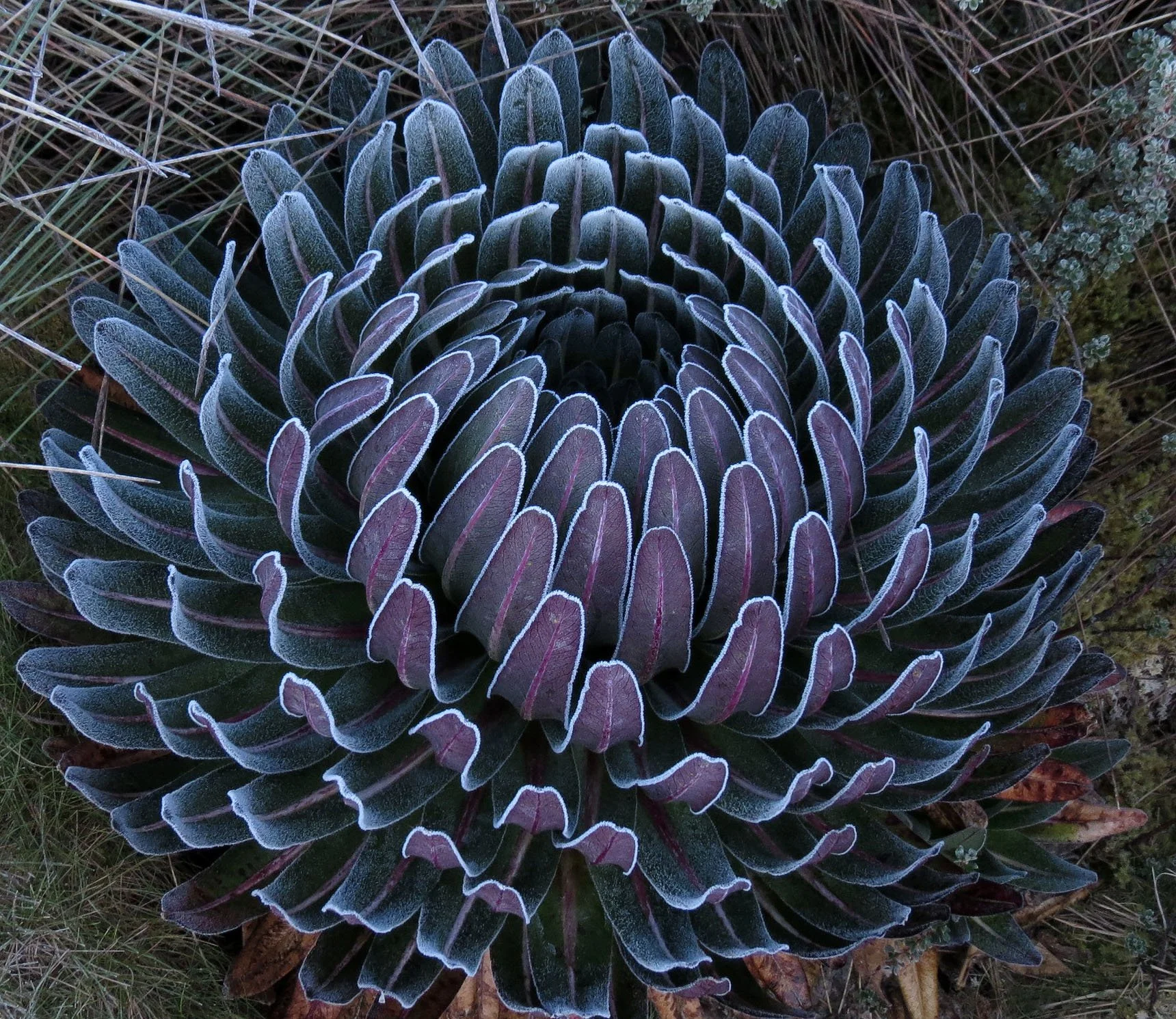 RWENZORI NATIONAL PARK UGANDA (200).JPG