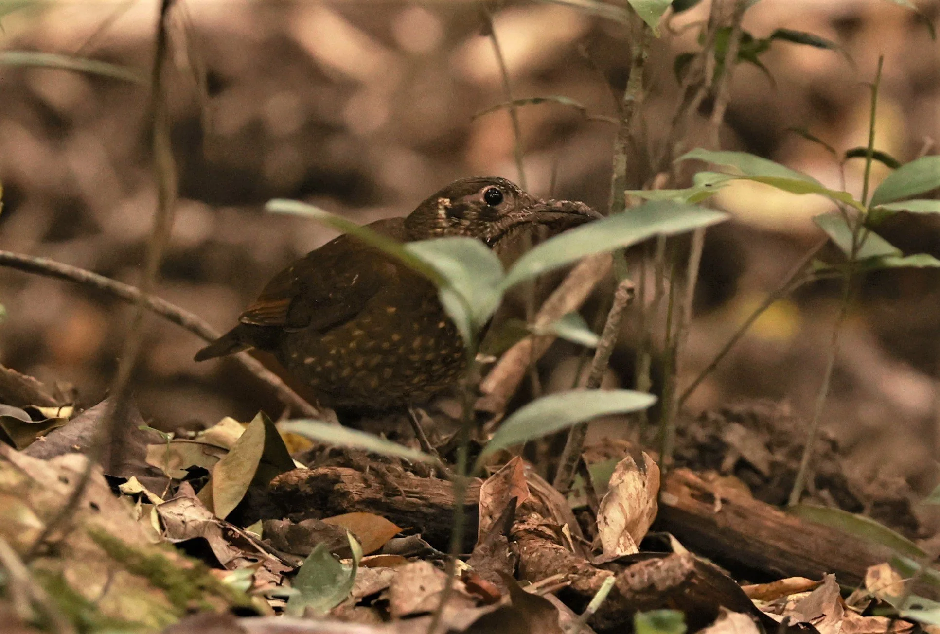 Dark-sided Thrush (Zoothera marginata) Phu Khieo Wildlife Sanctuary Loei Province (1).jpg