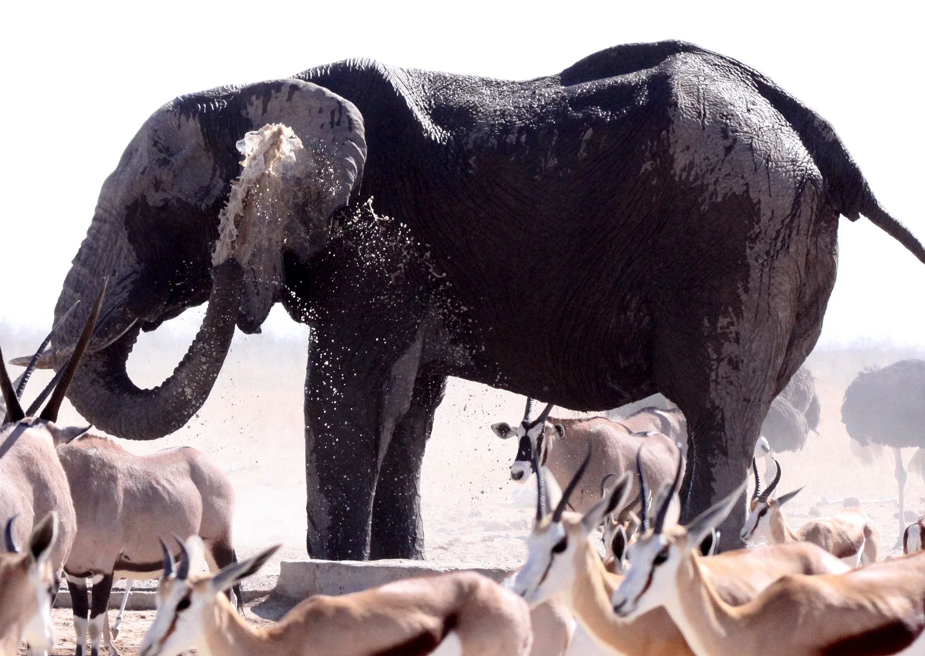 ELEPHANT - AFRICAN ELEPHANT - ETOSHA NATIONAL PARK NAMIBIA (41).JPG