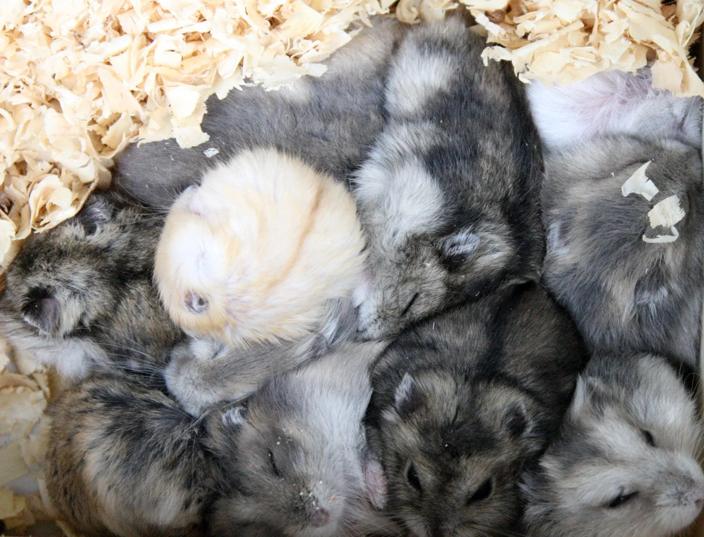 KUNMING - ANIMAL MARKET (5).JPG