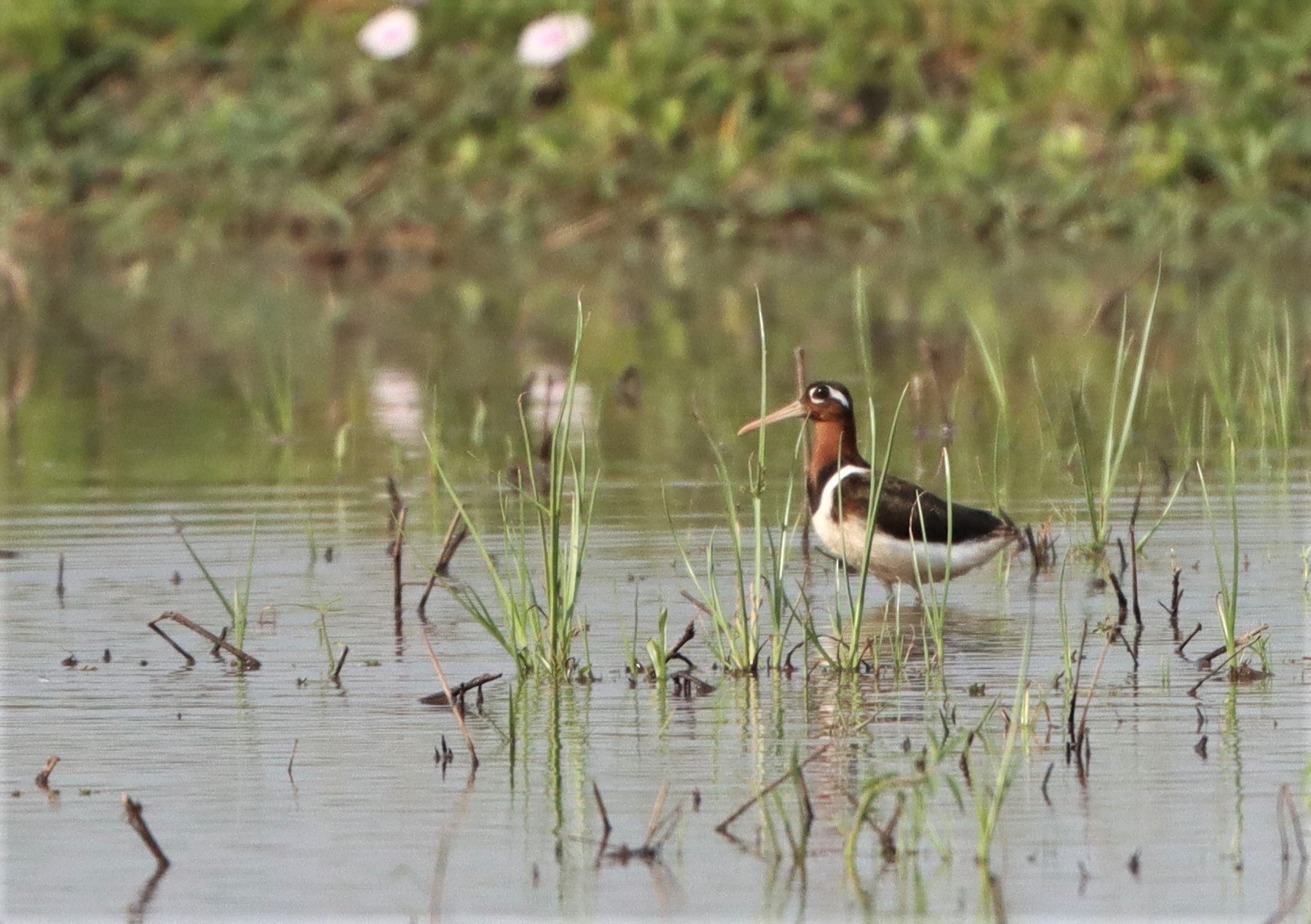 SNIPE - GREATER PAINTED SNIPE - Rostratula benghalensis - PATHUM THANI RICE RESE (73).JPG