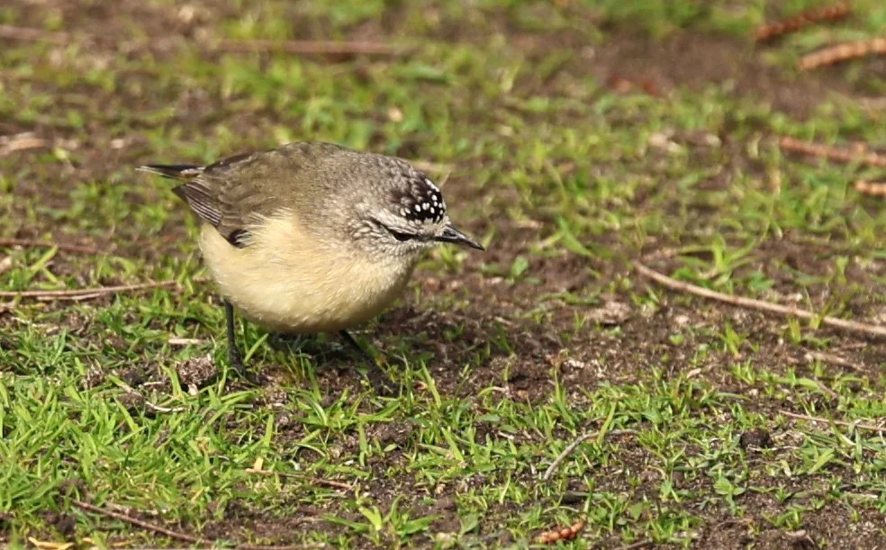 Yellow-rumped Thornbill (Acanthiza chrysorrhoa) Maria Island NP - Tasmania (5).jpg