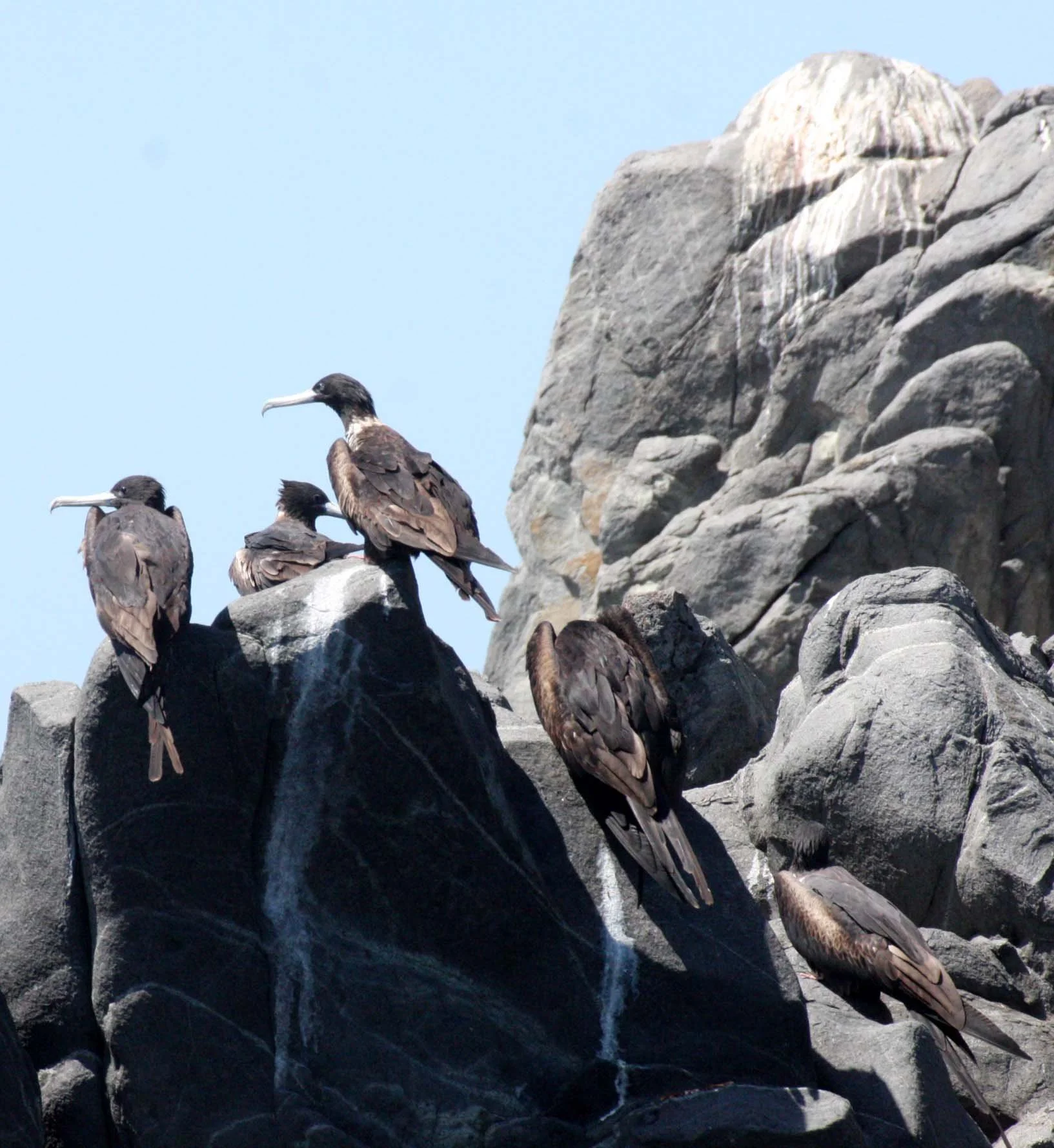 Magnificent Frigatebird (Fregata magnificens) Isla Catalina Baja Mexico