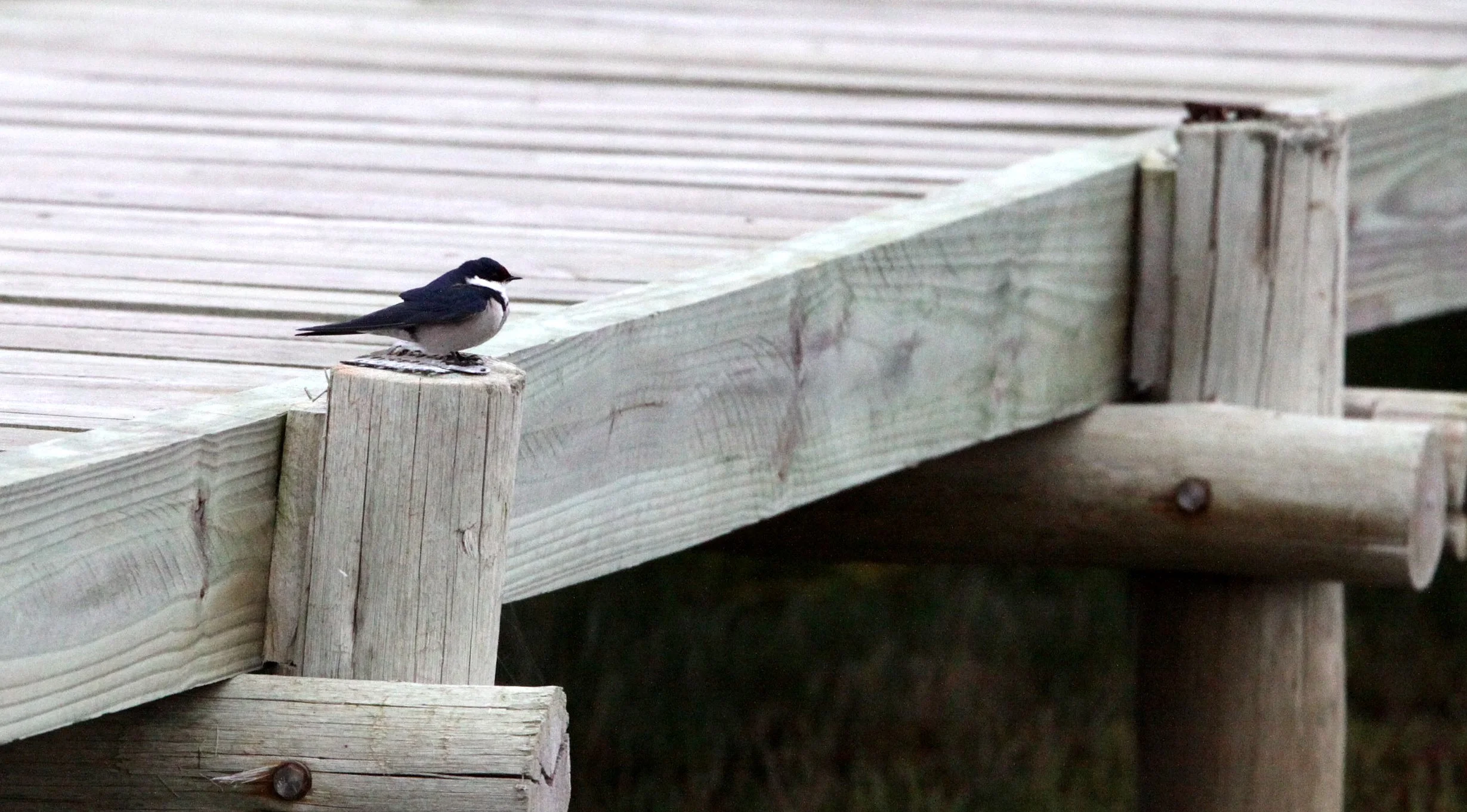 White-throated Swallow (Hirundo albigularis) Saint Lucia South Africa (1).JPG