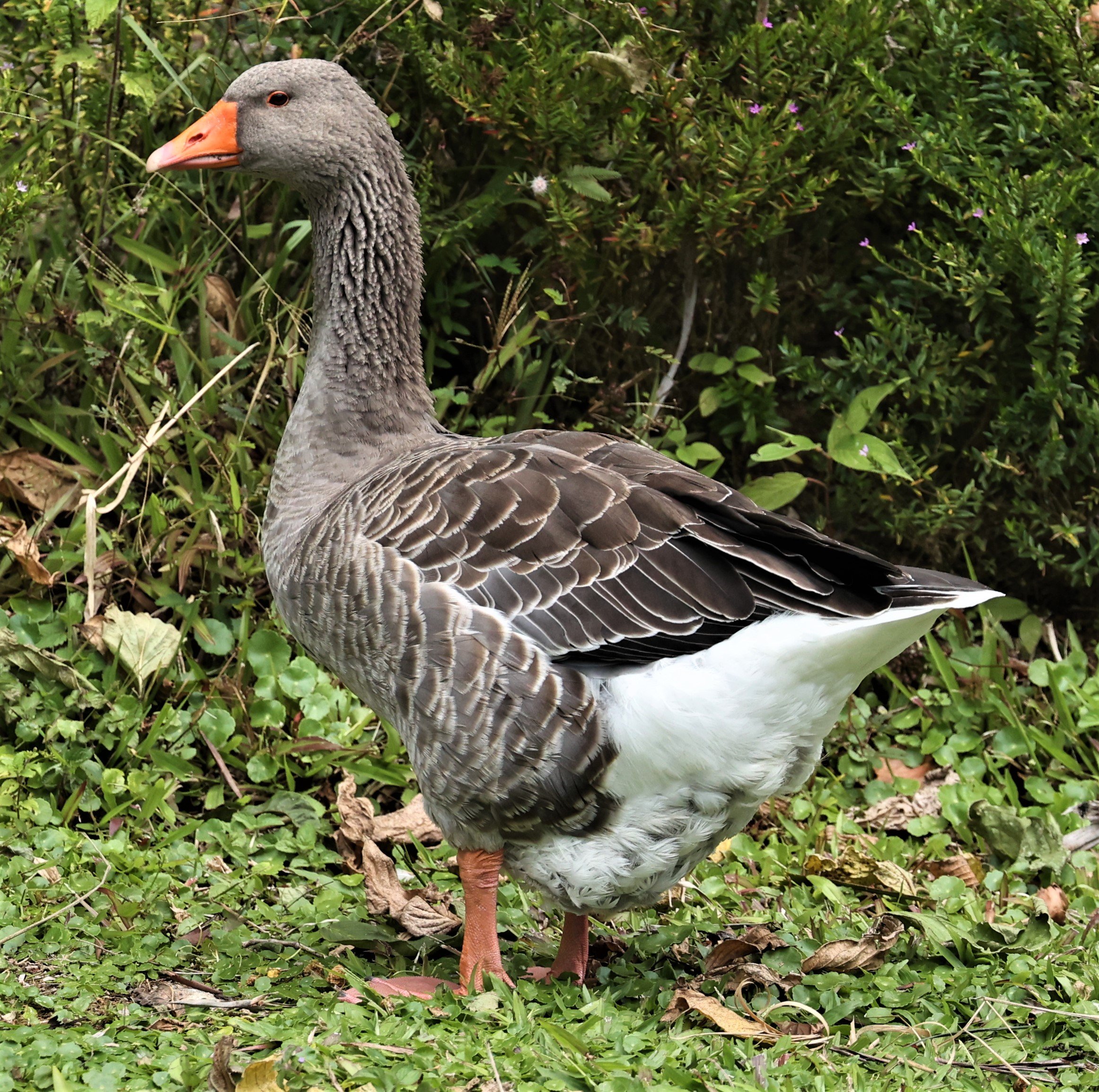 Anser anser - GREYLAG GOOSE - FRASER'S HILL RAUB DISTRICT PAHANG MALAYSIA (3).jpg