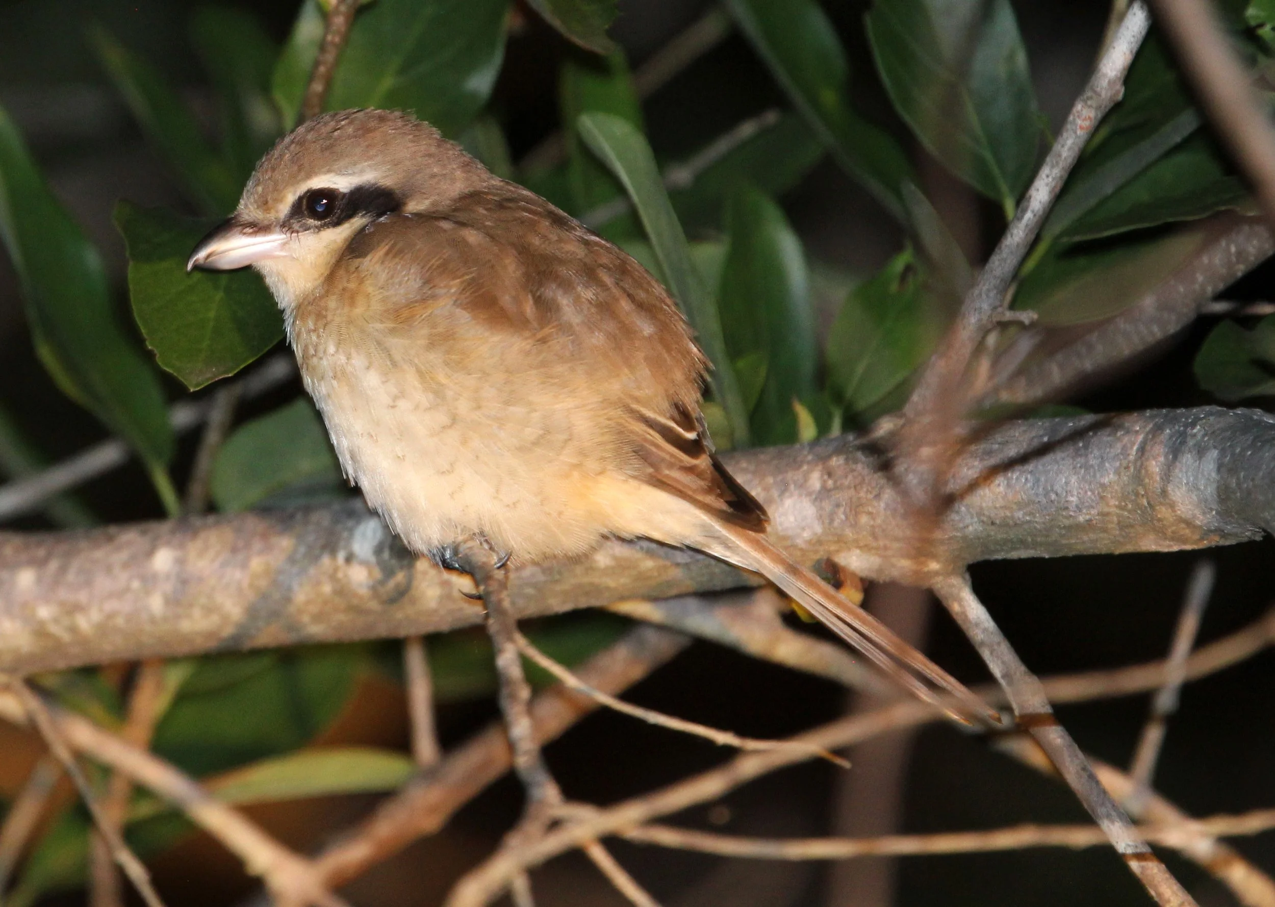 Brown Shrike (Lanius cristatus) Yala NP Sri Lanka (1).JPG
