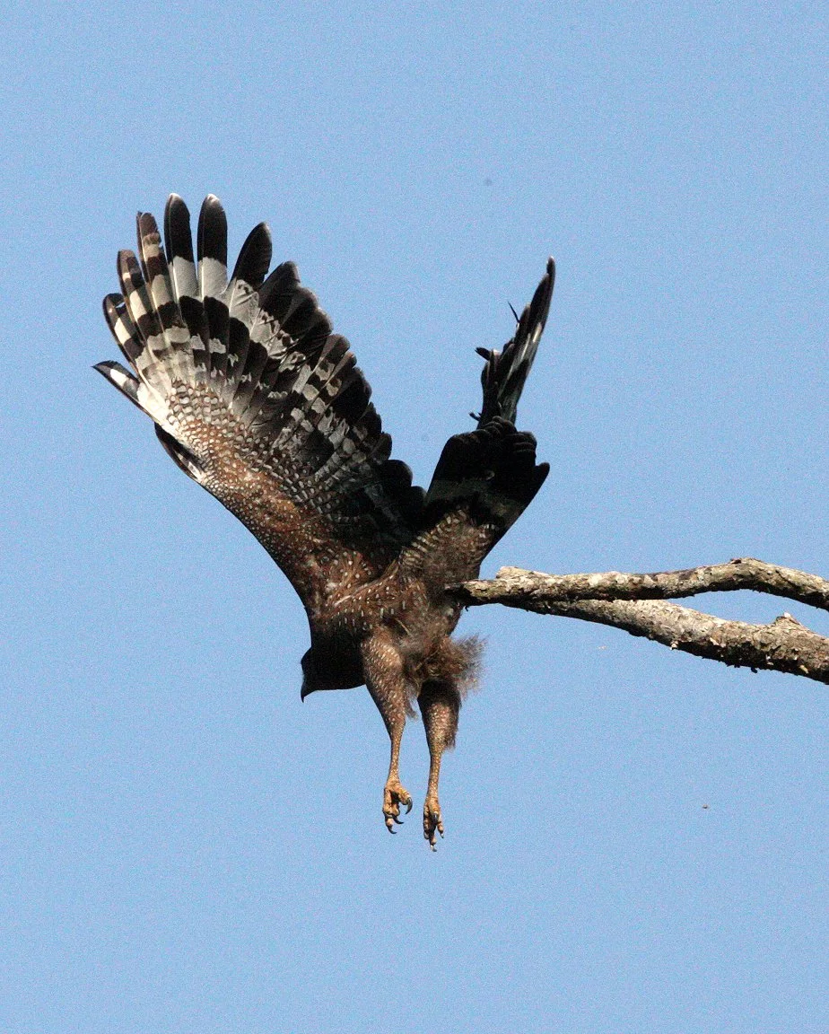 EAGLE - CRESTED SERPENT EAGLE - Spilornis cheela - KAENG KRACHAN NATIONAL PARK THAILAND (39).JPG