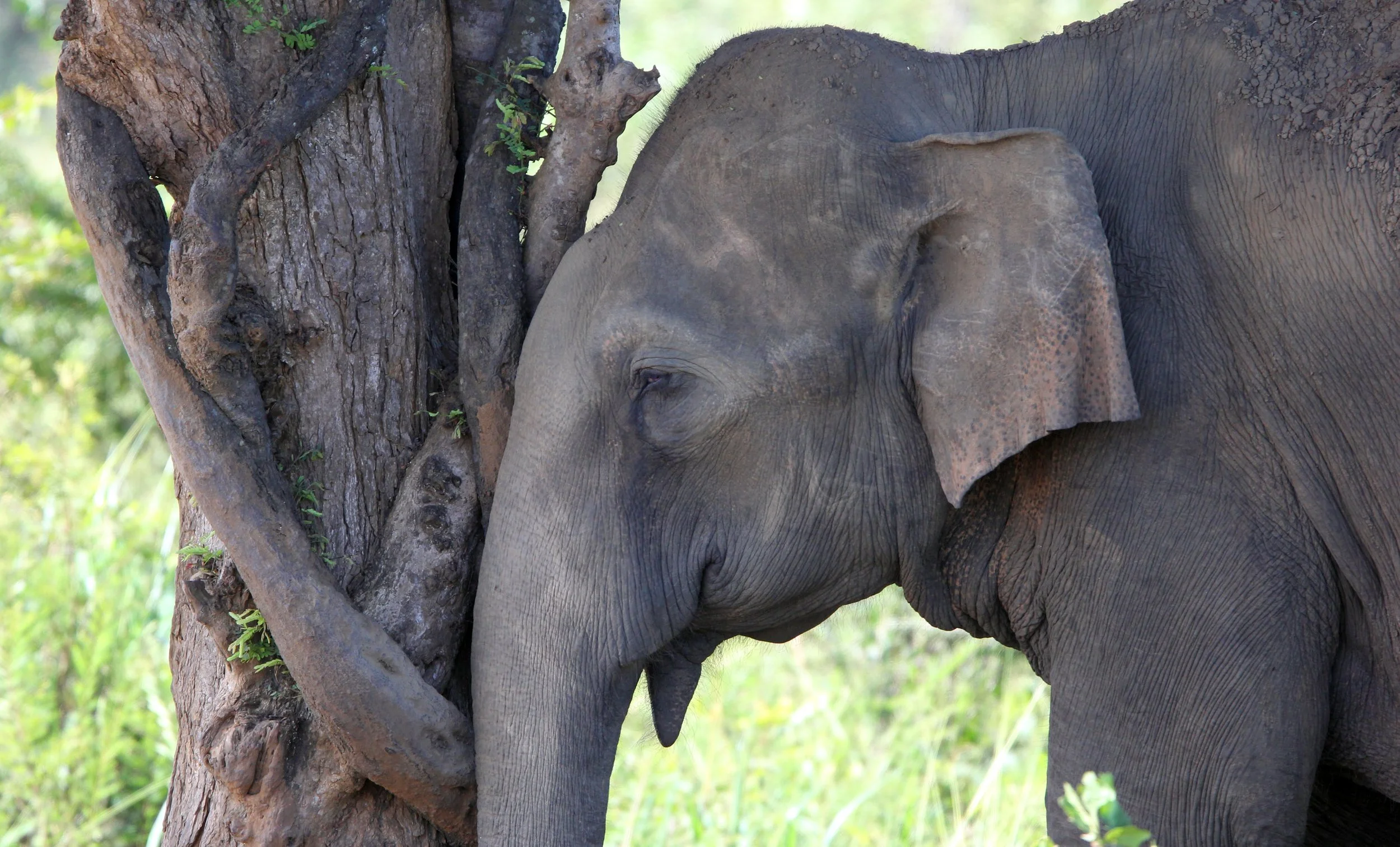 ELEPHANT - SRI LANKA ASIAN ELEPHANT - UDAWALAWA NATIONAL PARK SRI LANKA (57).JPG