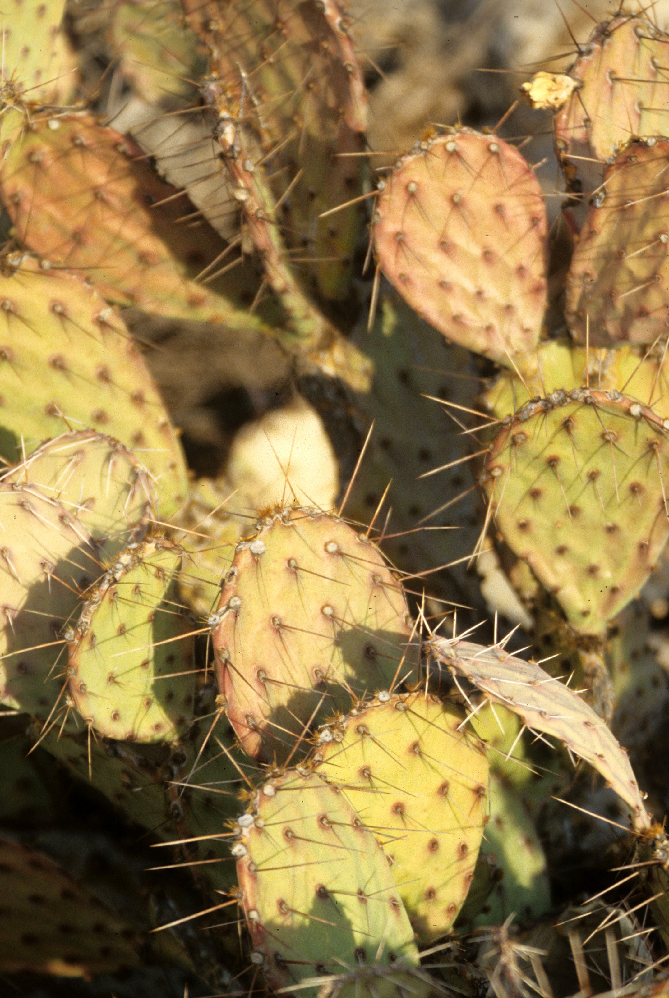 ORGAN PIPE CACTUS NP - OPUNTIA PHAEACANTHA - BEAVERTAIL CACTUS.jpg